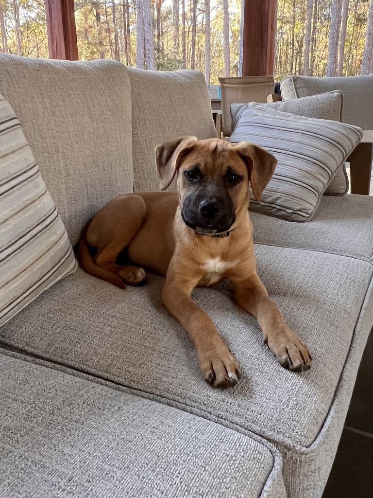 Claire*, a Adoptable mixed breed in Newport, RI image 3/6