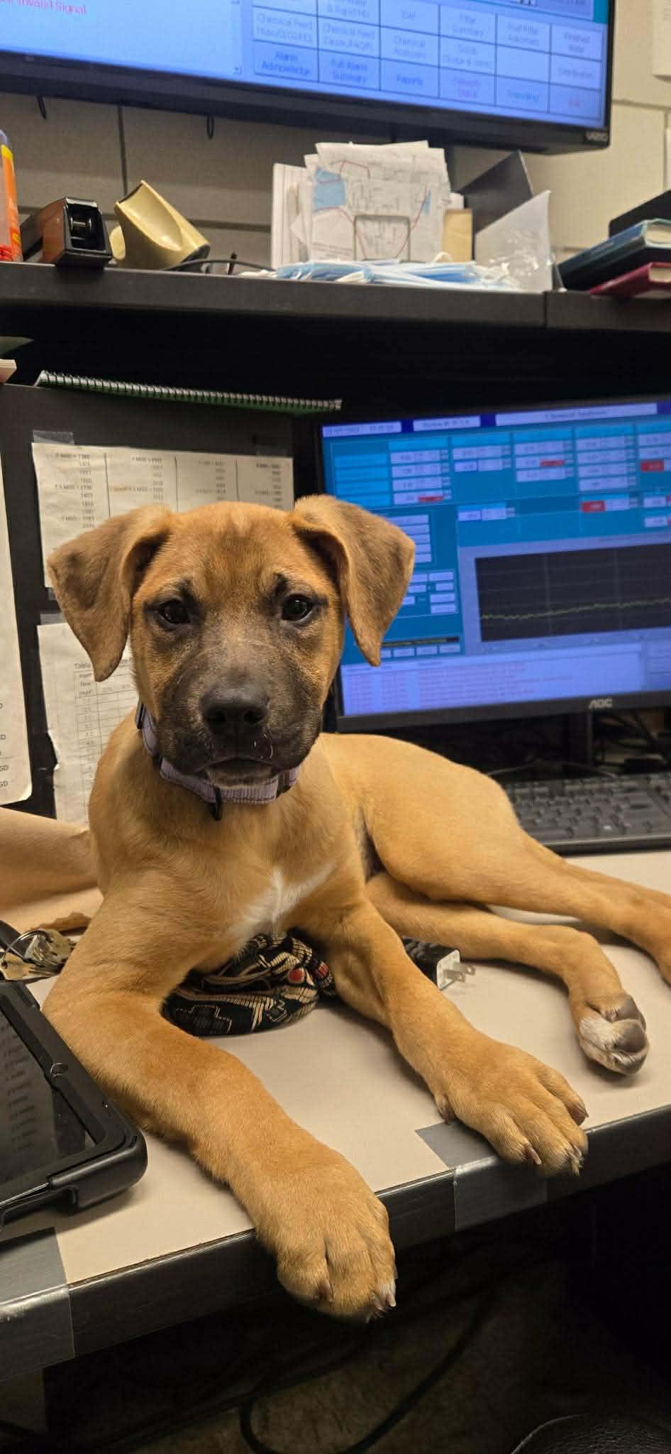 Claire*, a Adoptable mixed breed in Newport, RI image 5/6