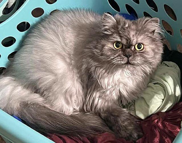 PEARL, Adopted, Senior Female Persian.