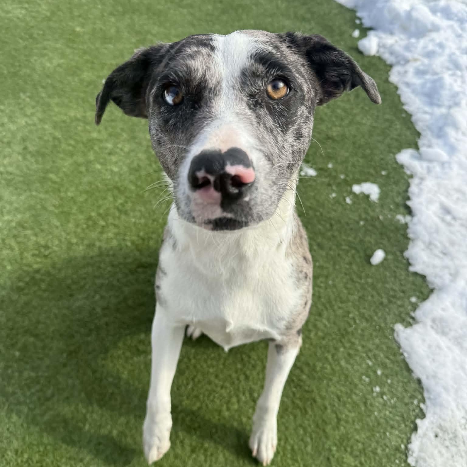 Angel, adopted, Young Female Catahoula Leopard Dog.