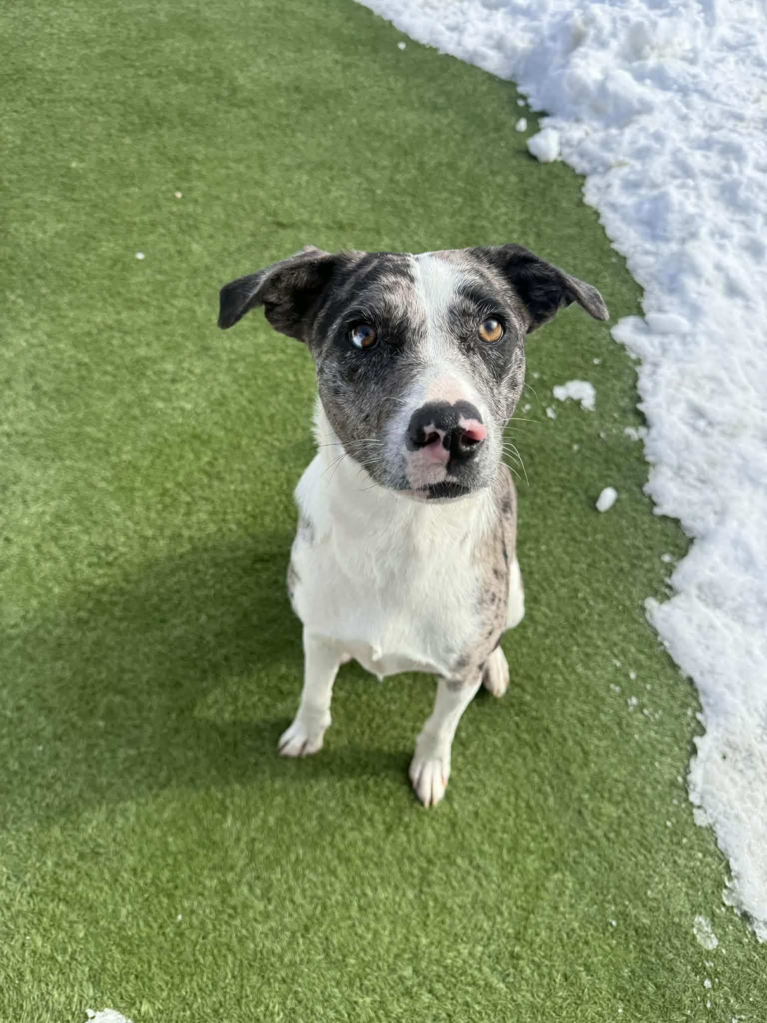 Angel, an adopted mixed breed in Groton, CT image 3/4