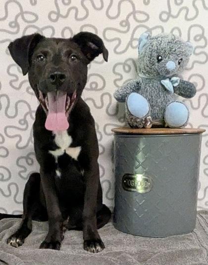 Stretton, Adoptable, Adult Male Labrador Retriever & Mixed Breed.