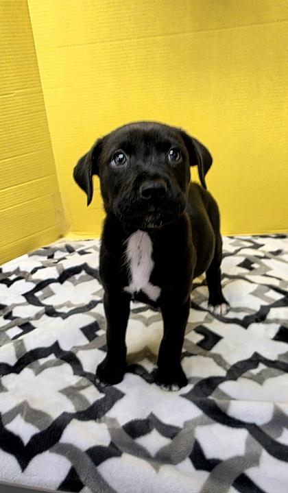 Stretton, a Adoptable mixed breed in Houston, TX image 2/3