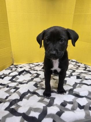 Stretton, a Adoptable mixed breed in Houston, TX image 3/3