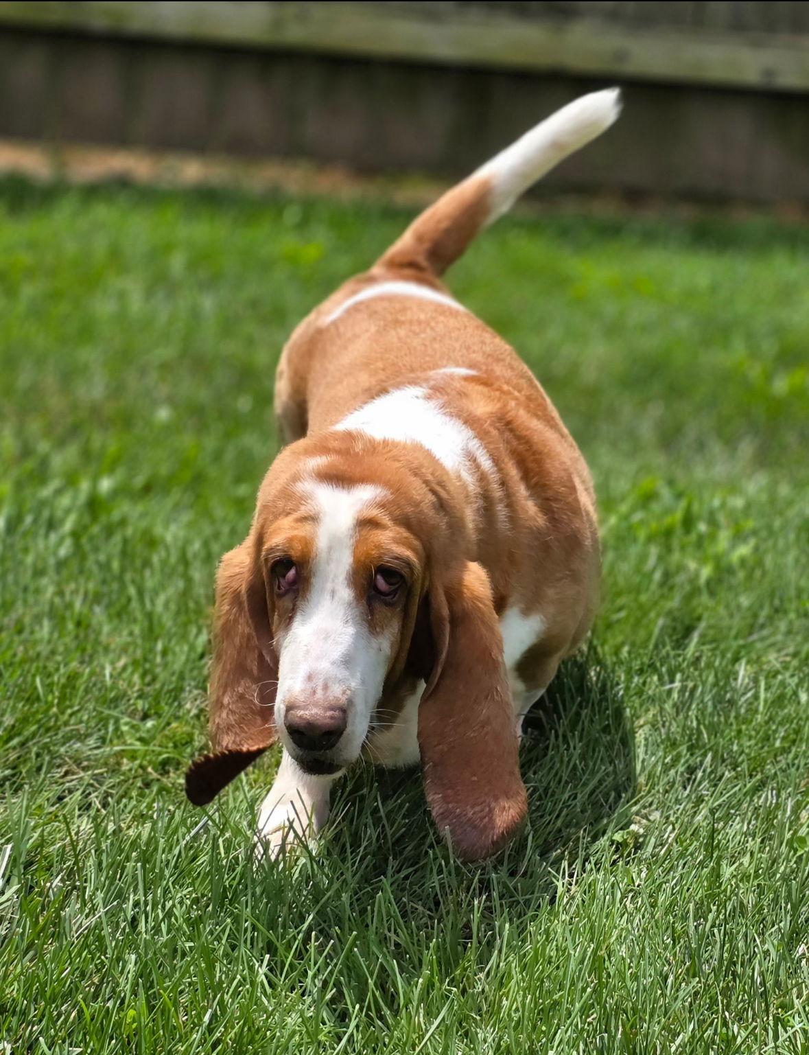 Daisy (7-2025), Adopted, Adult Female Basset Hound.