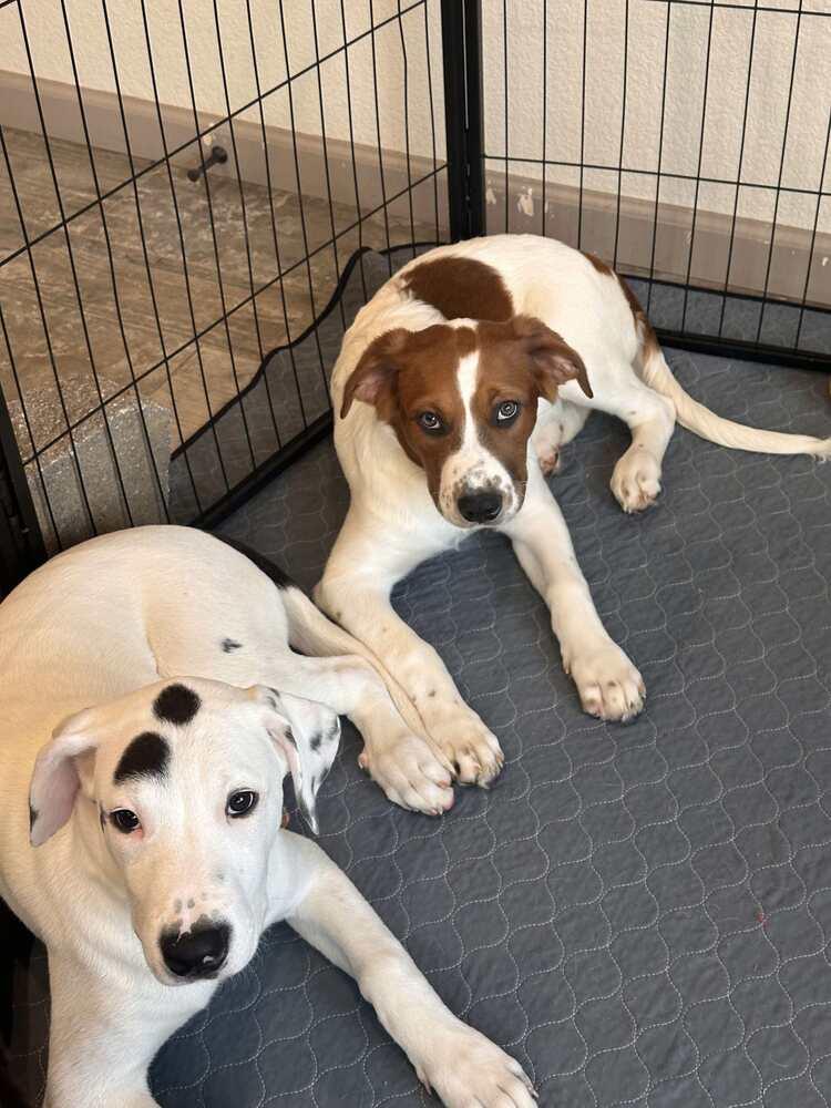 Zeus 2 (CP), Adoptable, Young Male German Shepherd Dog & Pit Bull Terrier.