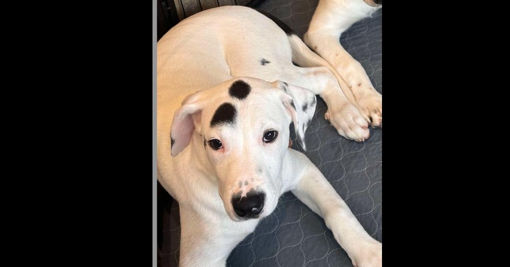 Enlarge Zeus 2 (CP), a Adoptable mixed breed in Dallas, TX image 2/2