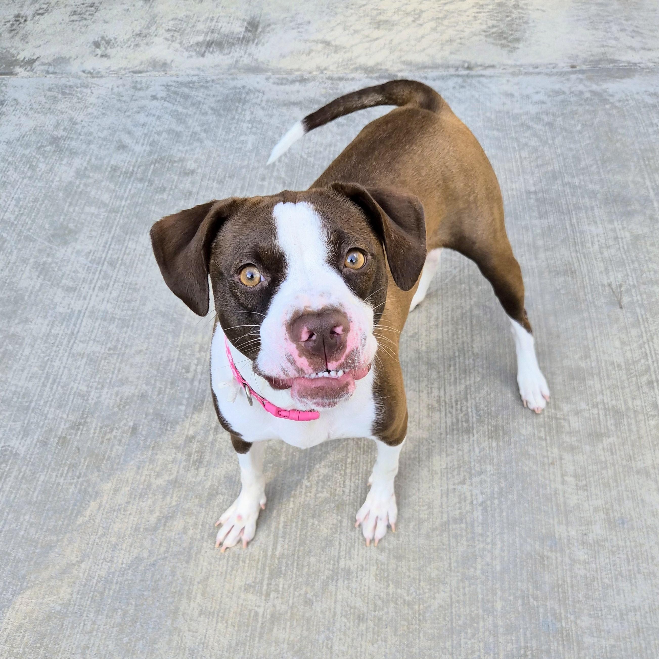 Enlarge Ladybug, a Adoptable mixed breed in Cornelius, NC image 5/6
