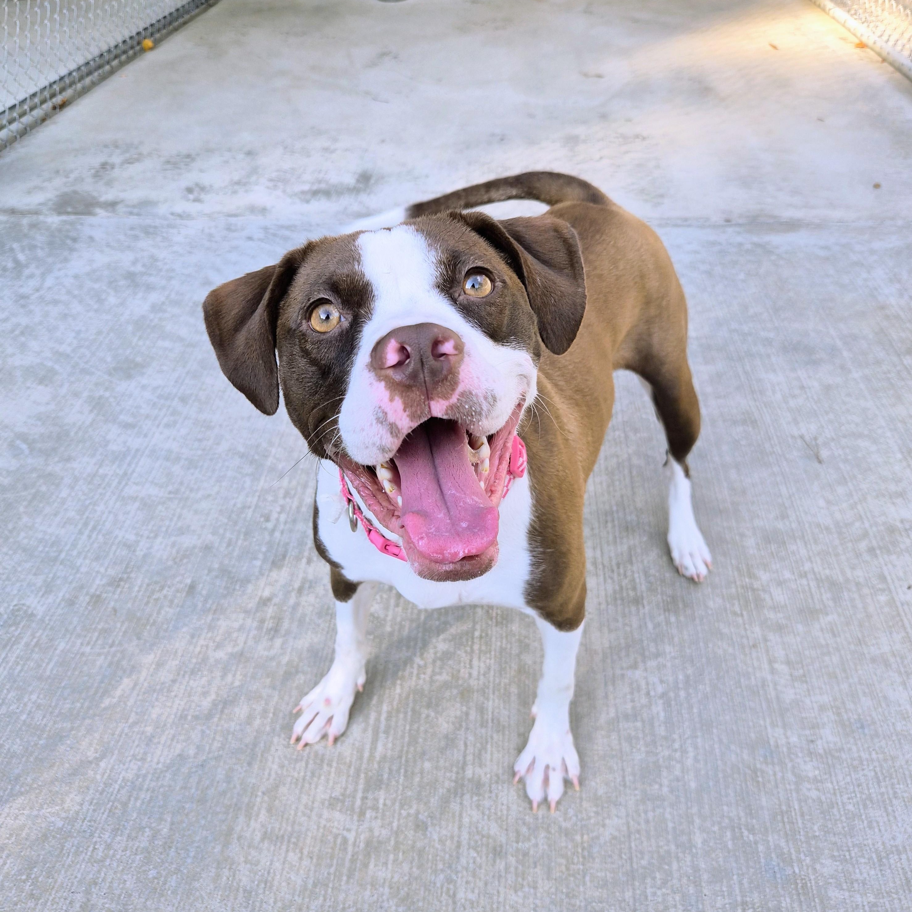 Enlarge Ladybug, a Adoptable mixed breed in Cornelius, NC image 2/6