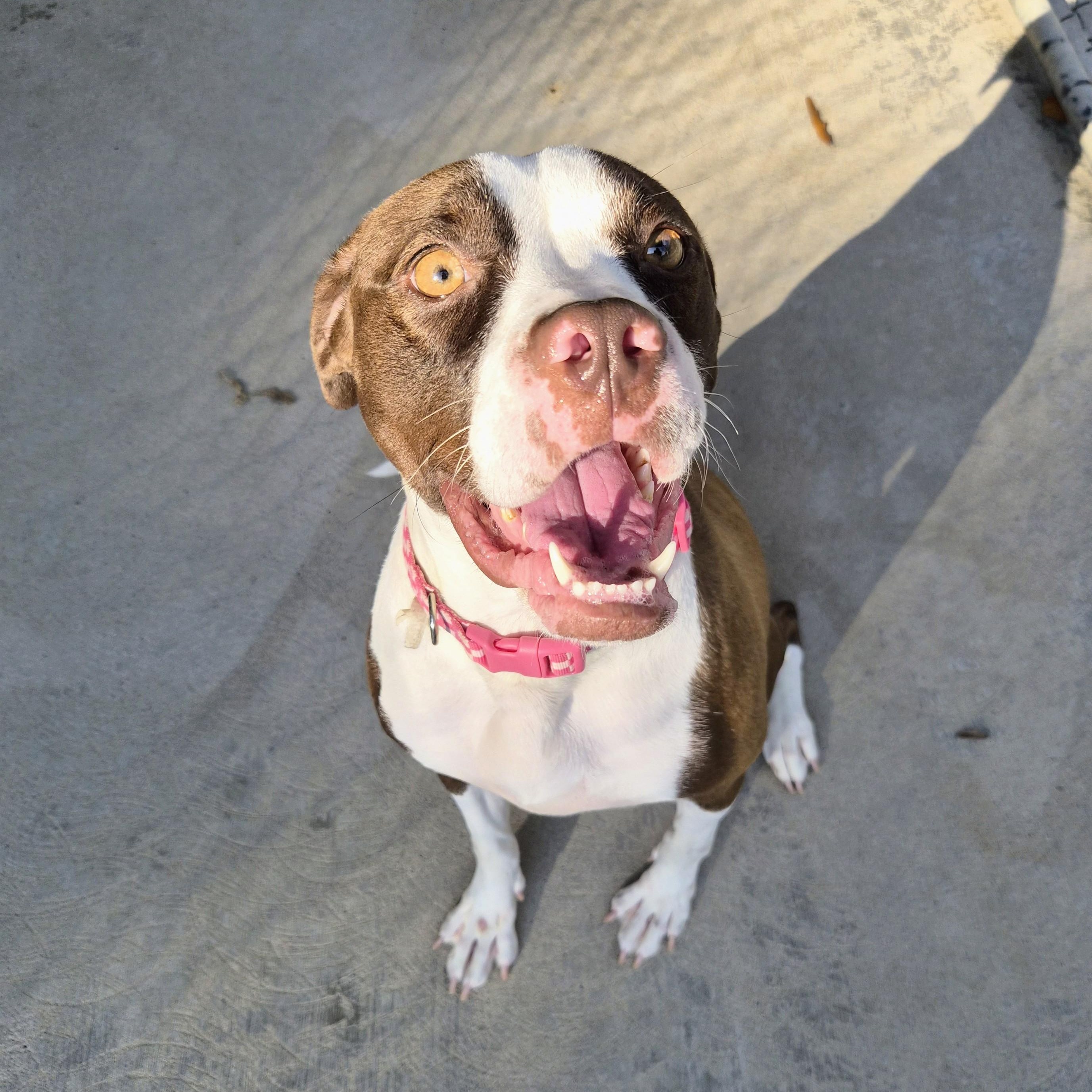 Enlarge Ladybug, a Adoptable mixed breed in Cornelius, NC image 6/6