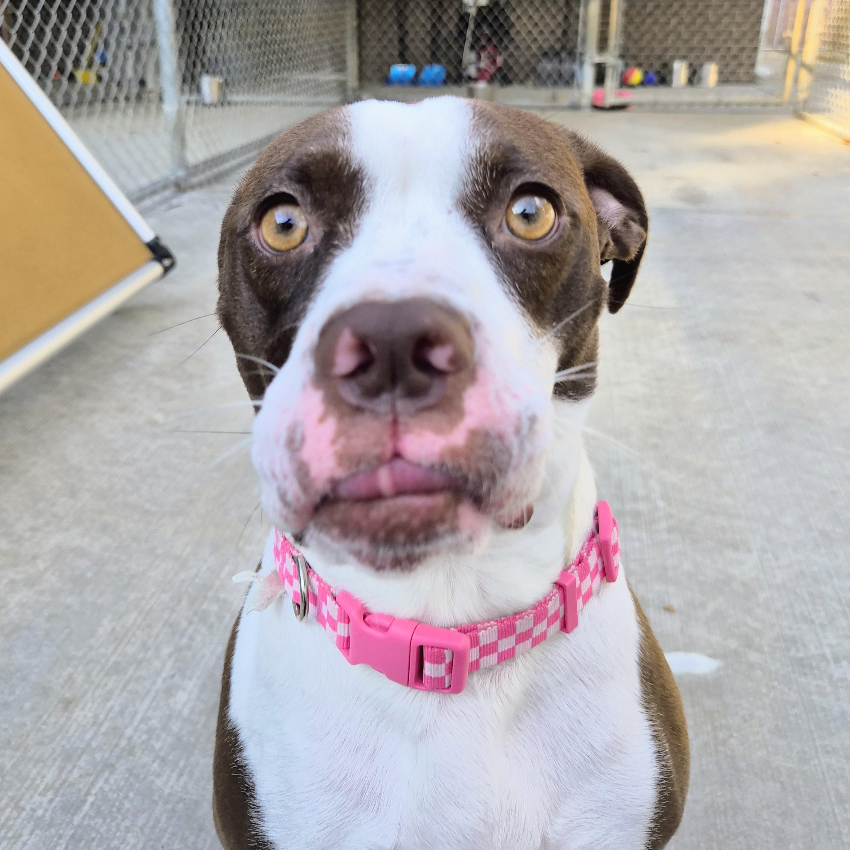 Enlarge Ladybug, a Adoptable mixed breed in Cornelius, NC image 3/6