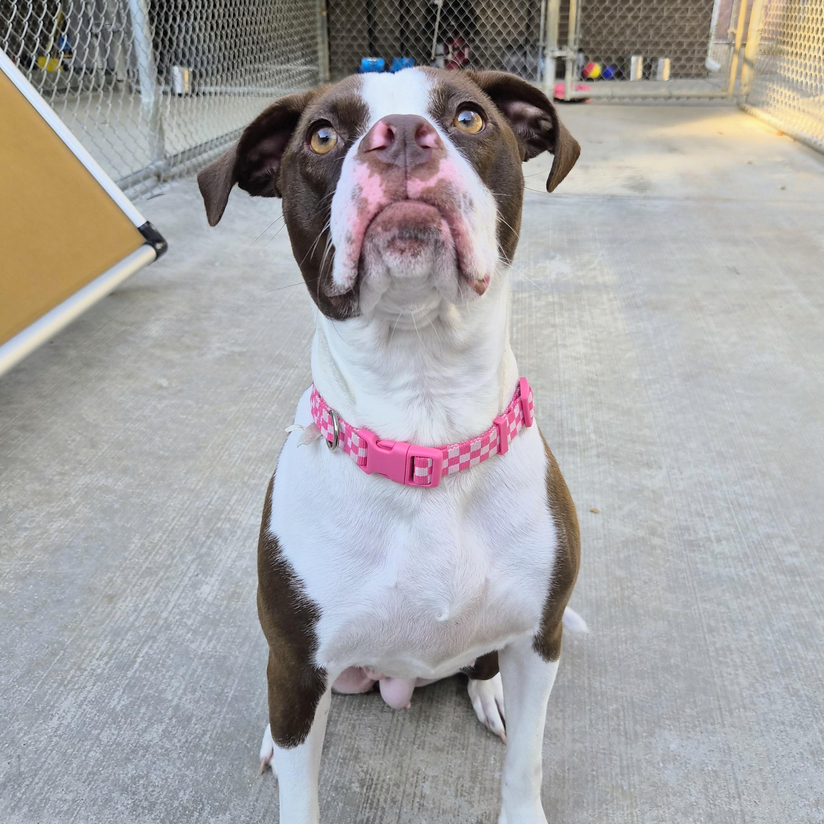 Enlarge Ladybug, a Adoptable mixed breed in Cornelius, NC image 1/6