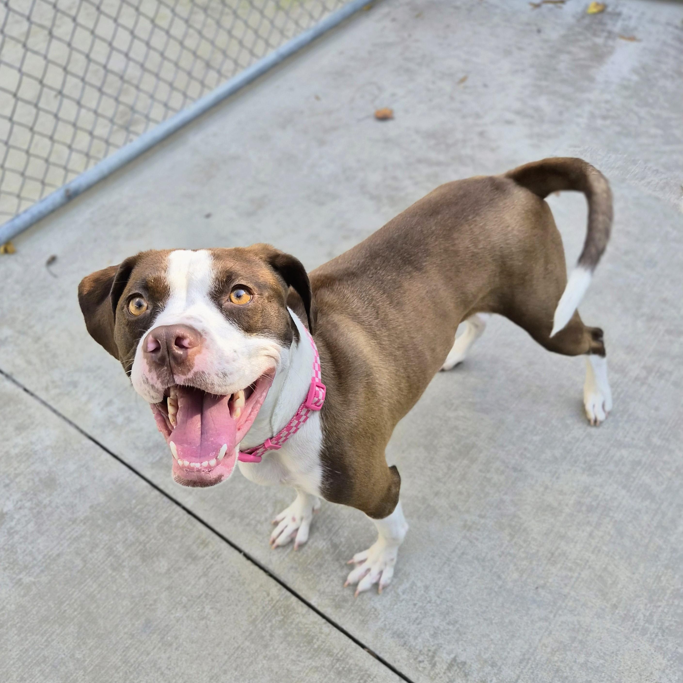 Enlarge Ladybug, a Adoptable mixed breed in Cornelius, NC image 4/6