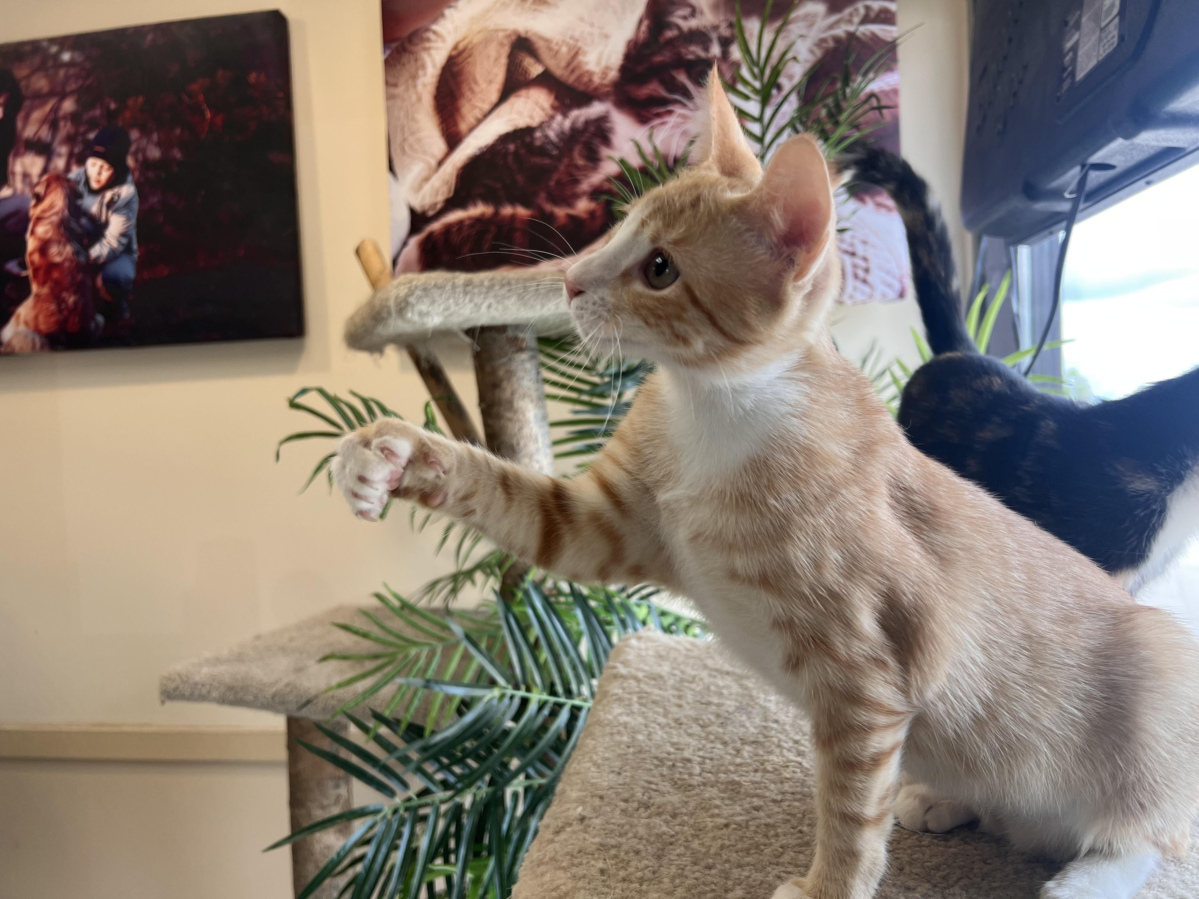 Enlarge Marmalade, a Adopted Domestic Short Hair in Madison, WI image 6/6