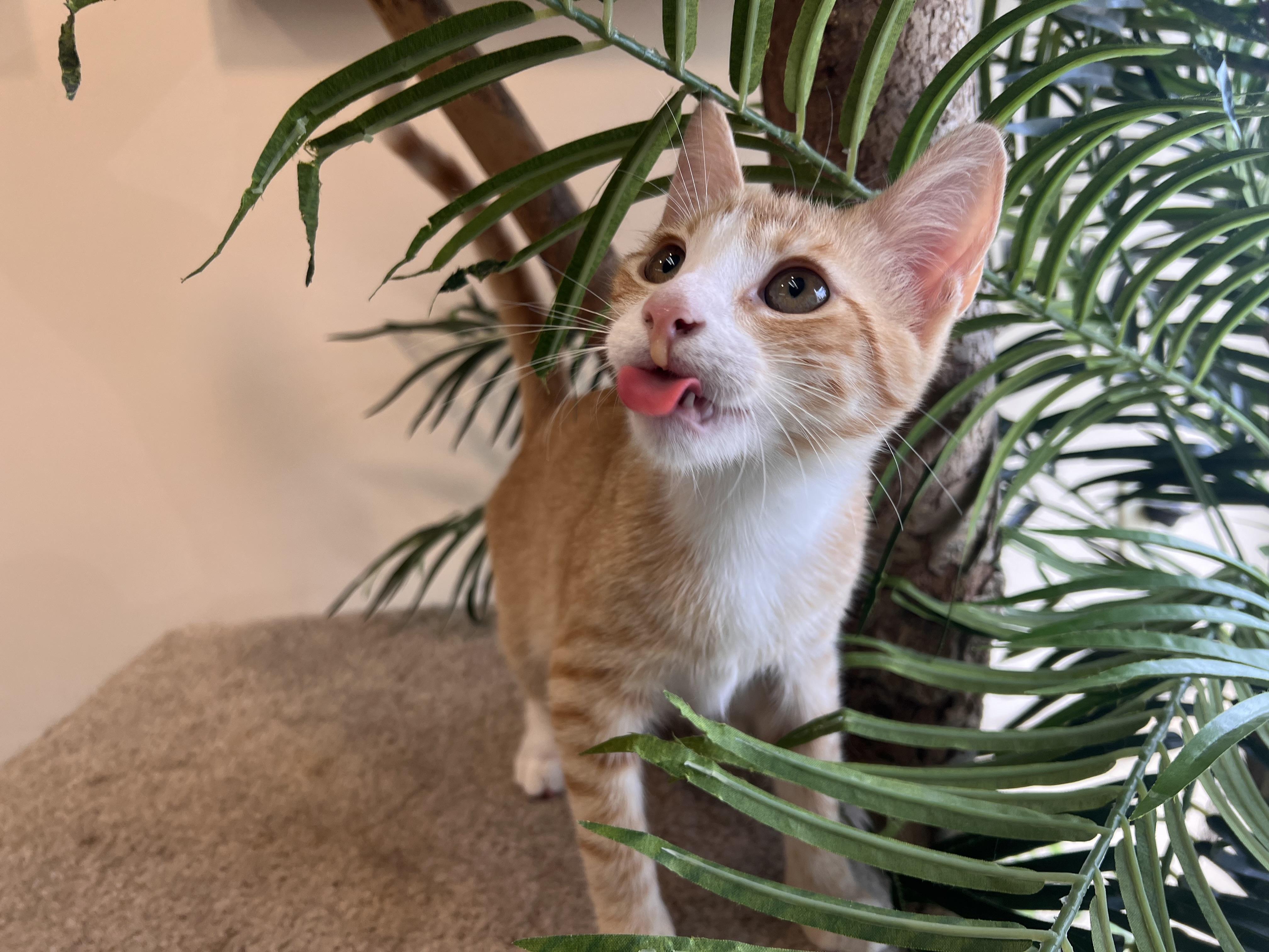 Enlarge Marmalade, a Adopted Domestic Short Hair in Madison, WI image 5/6