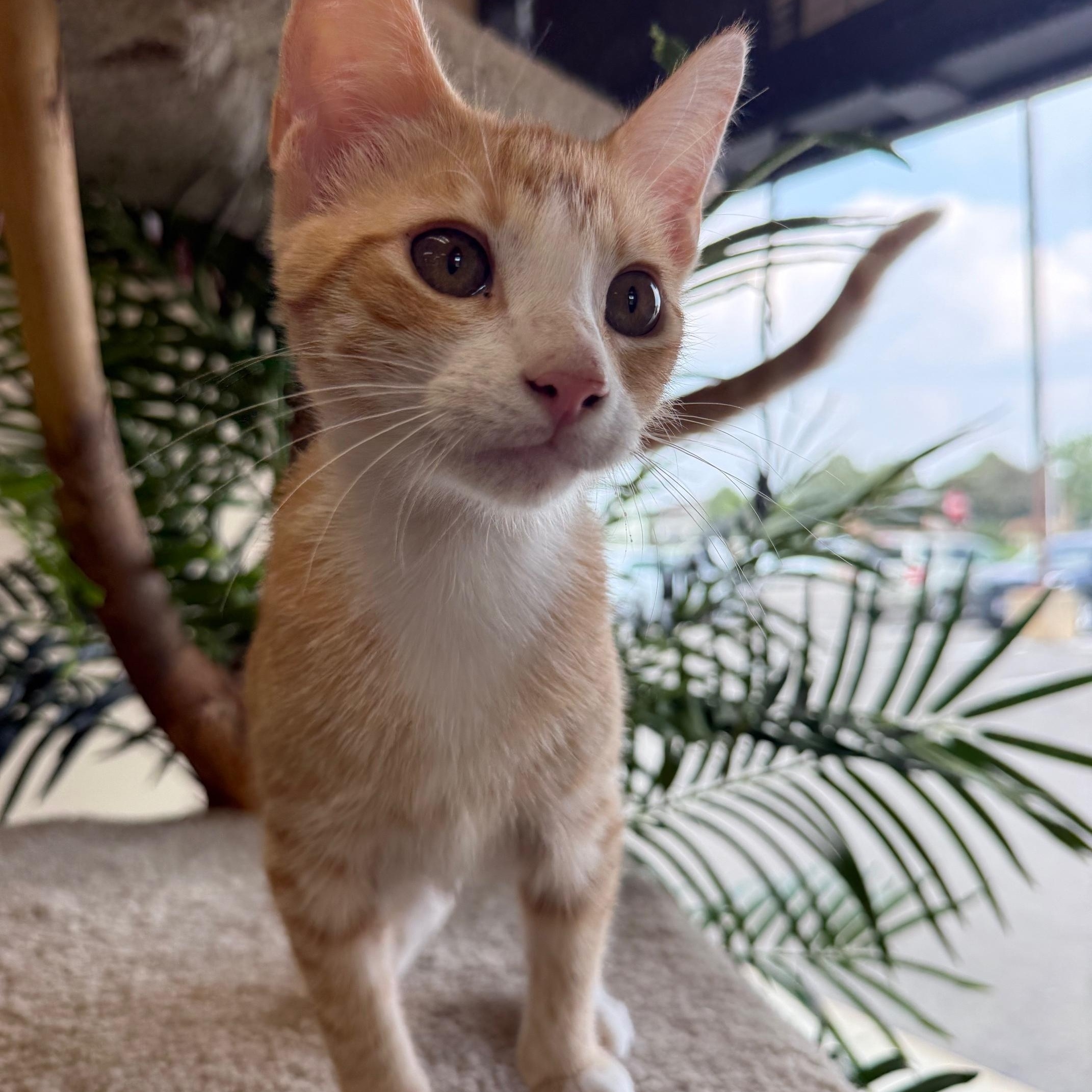 Enlarge Marmalade, a Adopted Domestic Short Hair in Madison, WI image 3/6