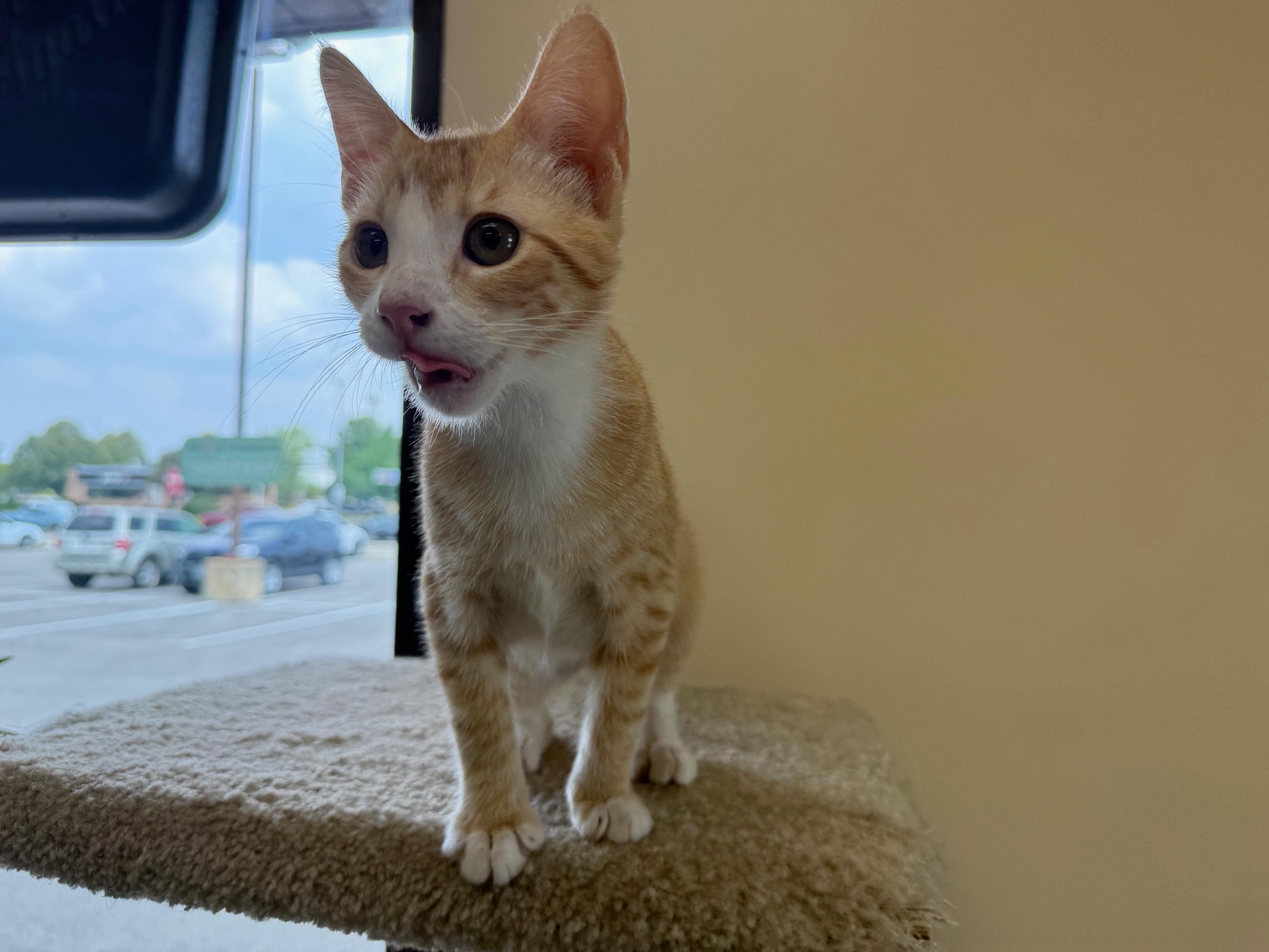 Enlarge Marmalade, a Adopted Domestic Short Hair in Madison, WI image 4/6
