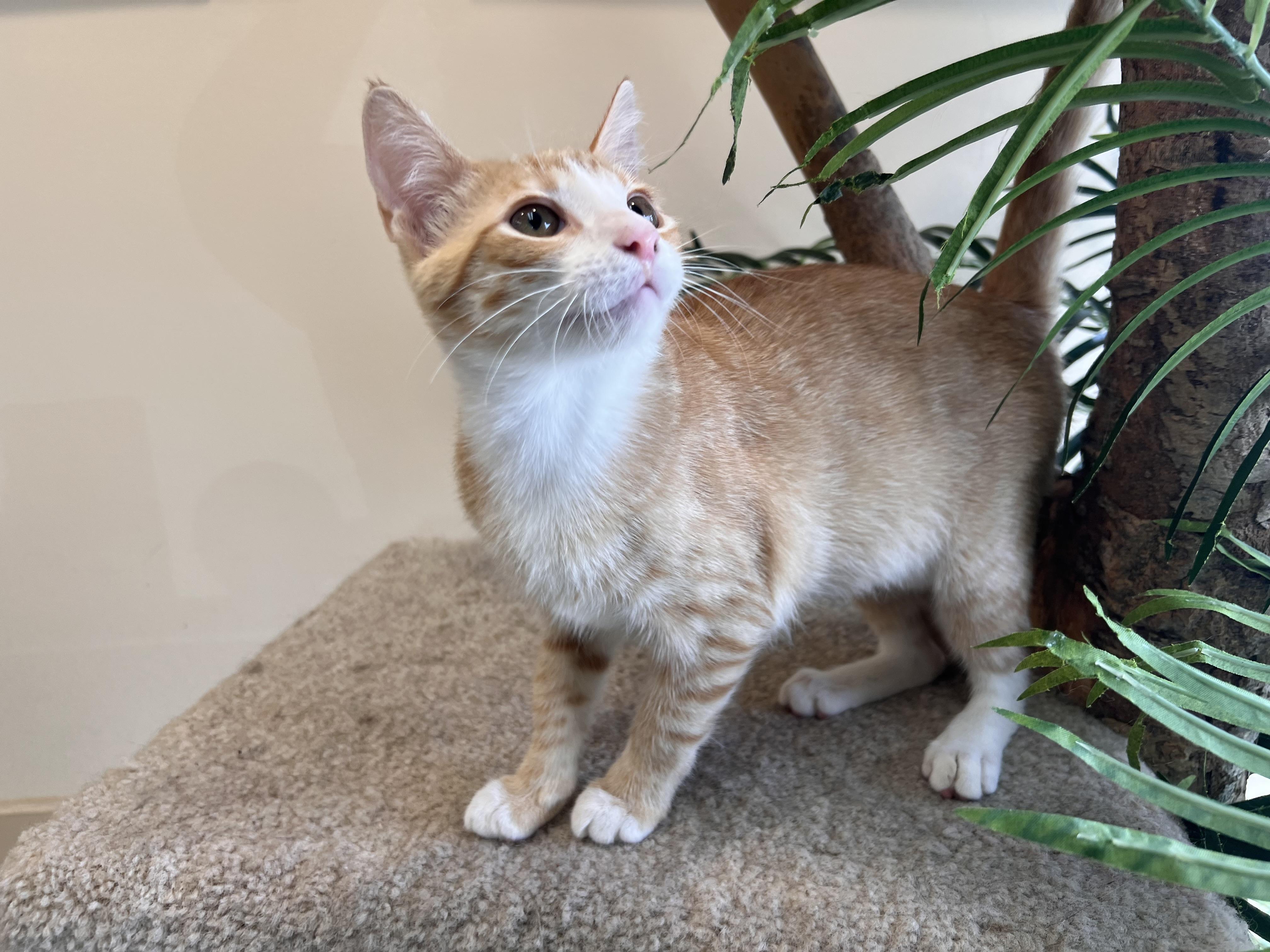 Enlarge Marmalade, a Adopted Domestic Short Hair in Madison, WI image 1/6