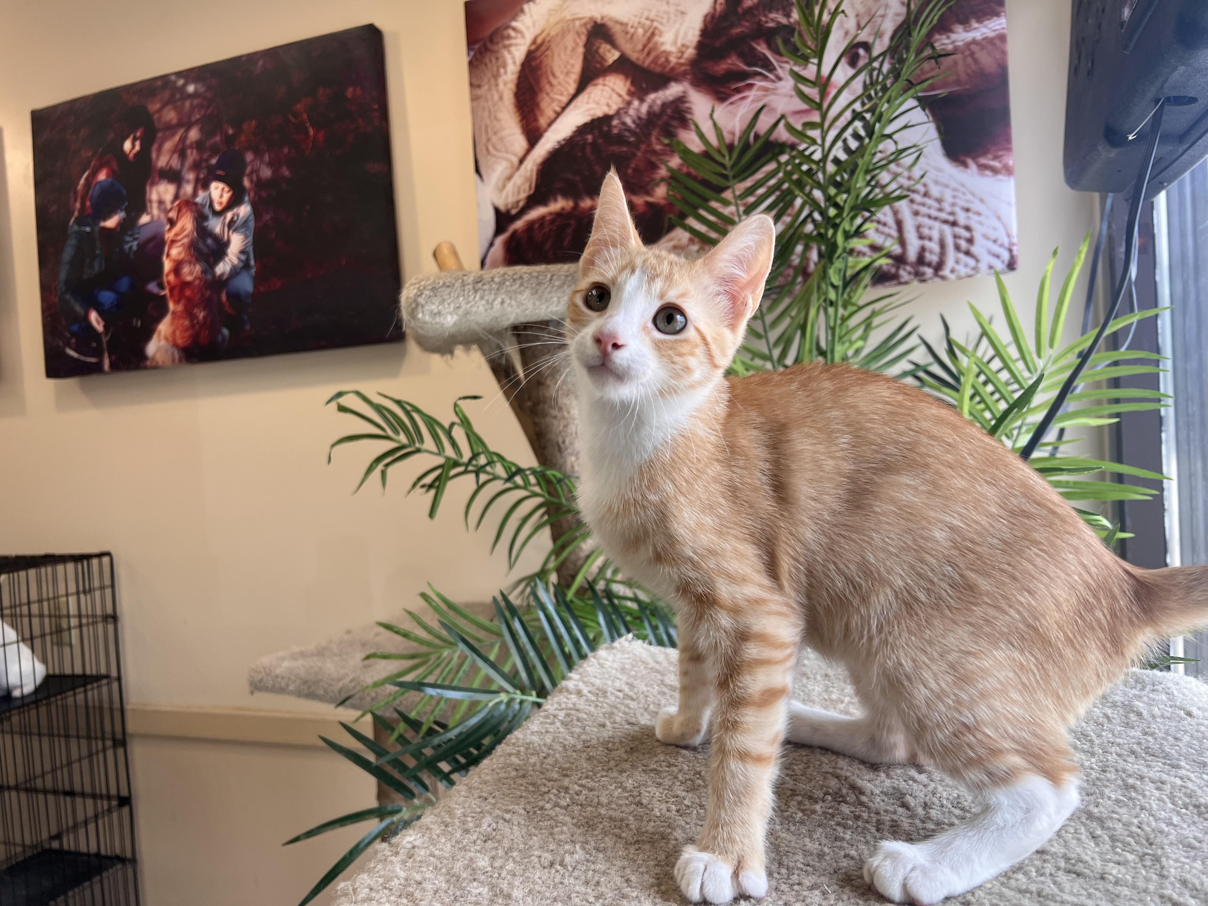 Enlarge Marmalade, a Adopted Domestic Short Hair in Madison, WI image 2/6