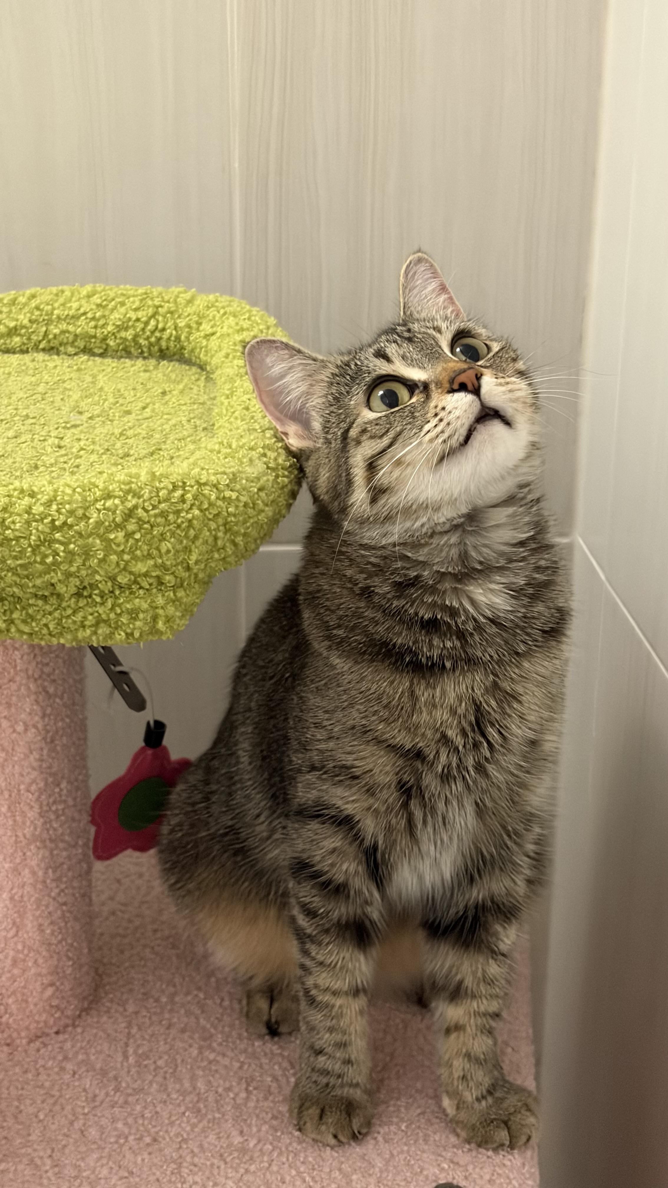 Pumpkin, adopted, Young Female Tabby.