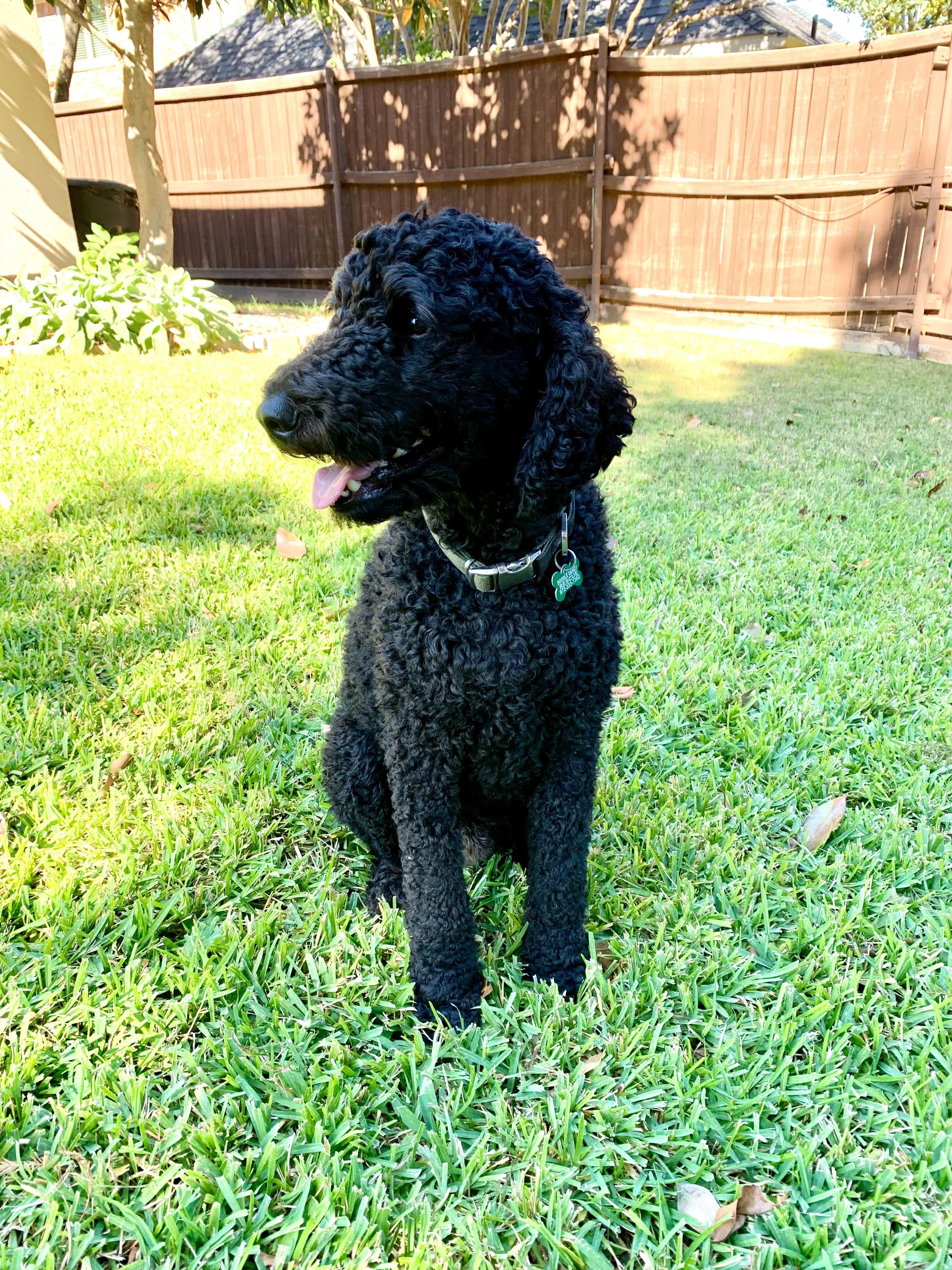 Enlarge Fritzsimmons, a Adopted Goldendoodle in Garland, TX image 2/4