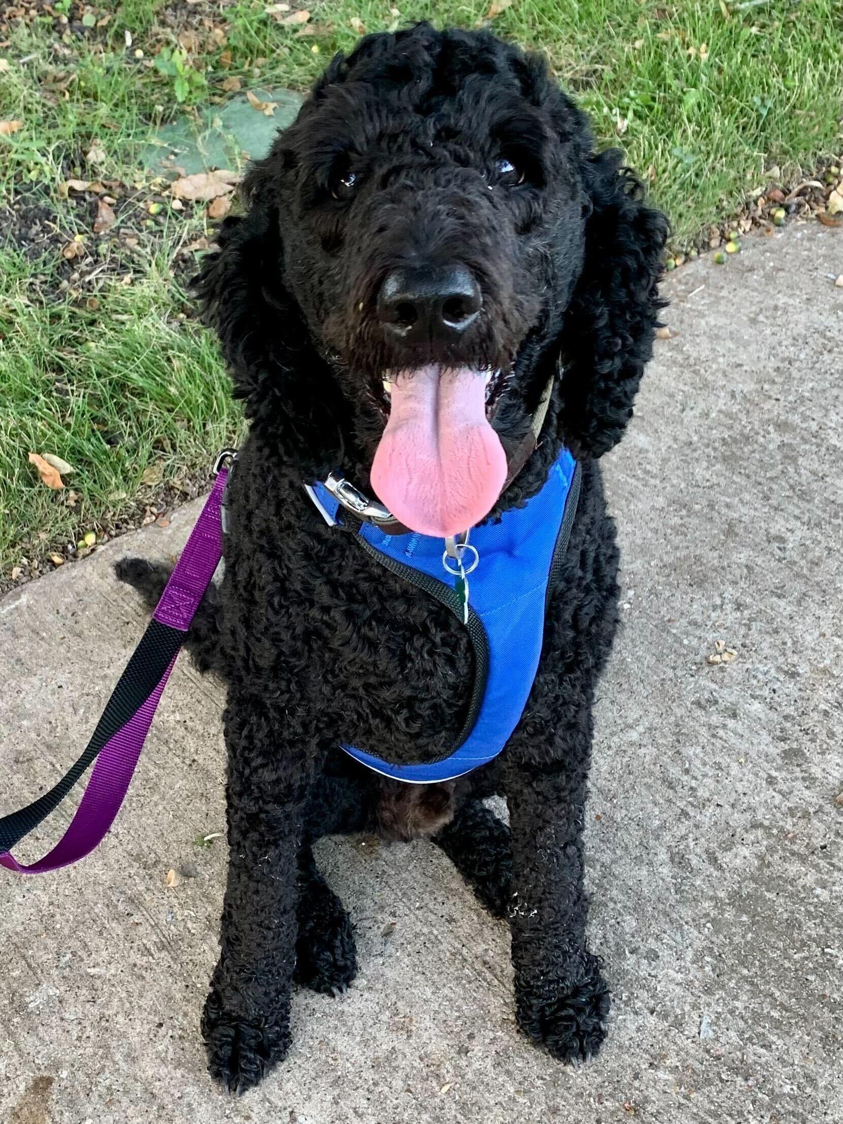Enlarge Fritzsimmons, a Adopted Goldendoodle in Garland, TX image 3/4