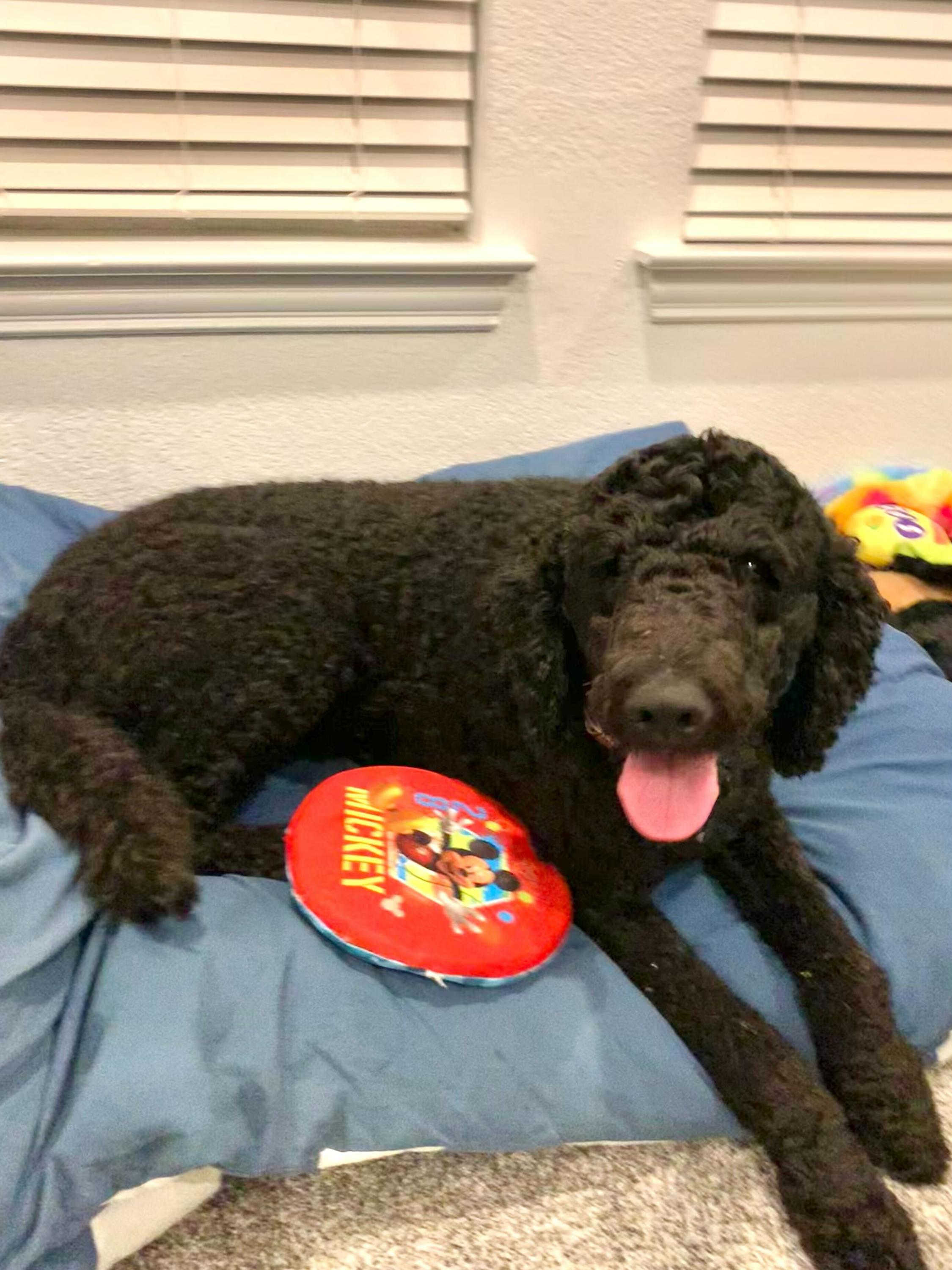 Enlarge Fritzsimmons, a Adopted Goldendoodle in Garland, TX image 1/4