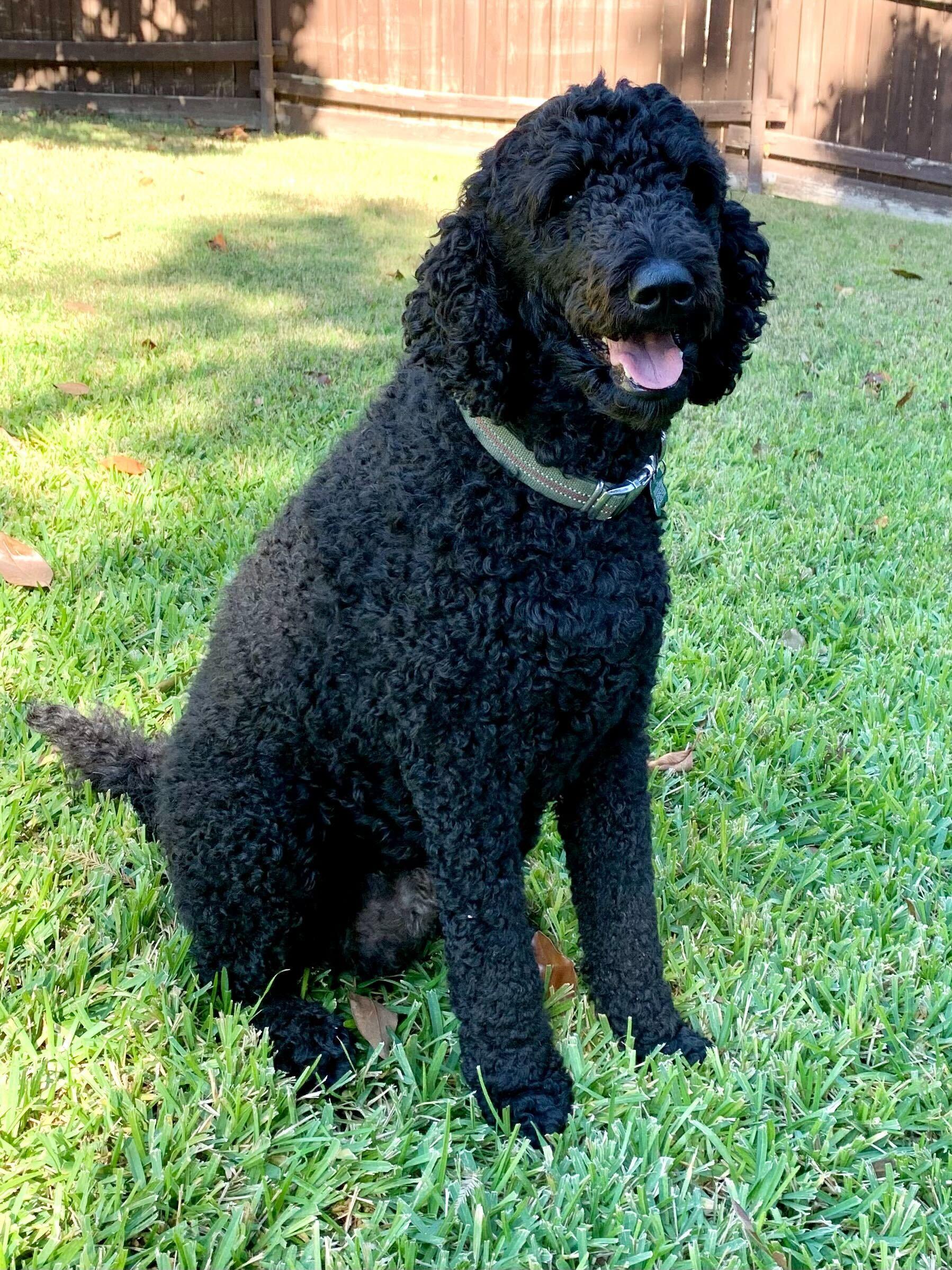 Enlarge Fritzsimmons, a Adopted Goldendoodle in Garland, TX image 4/4