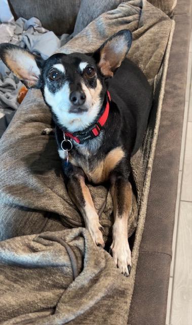 Munch, Adoptable, Adult Male Miniature Pinscher.