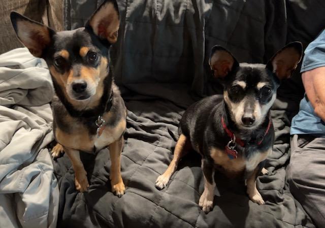 Enlarge Munch, a Adoptable Miniature Pinscher in Carlsbad, CA image 2/5