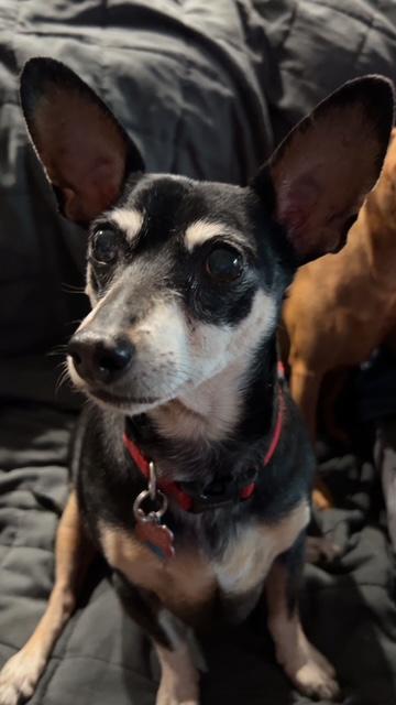 Enlarge Munch, a Adoptable Miniature Pinscher in Carlsbad, CA image 3/5