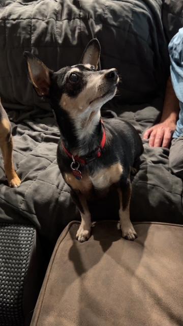 Enlarge Munch, a Adoptable Miniature Pinscher in Carlsbad, CA image 1/5