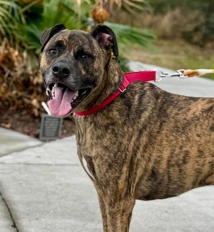Goober - 2, Adoptable, Adult Male Hound & Mixed Breed.