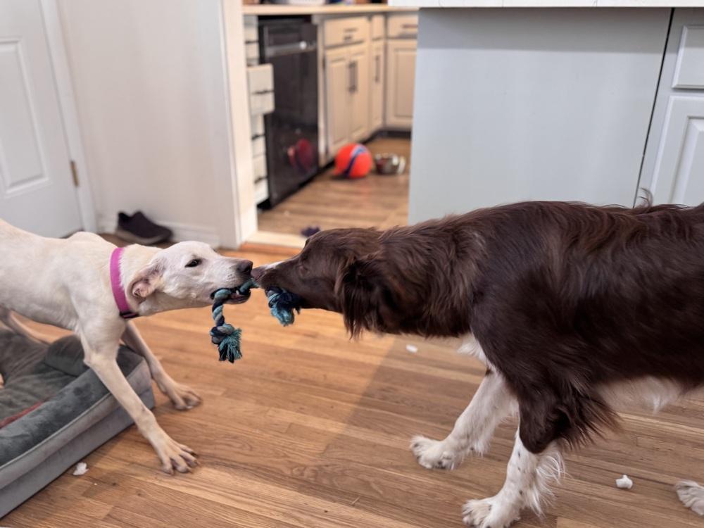 Antipin / Sparkle, Adoptable, Young Female Labrador Retriever.