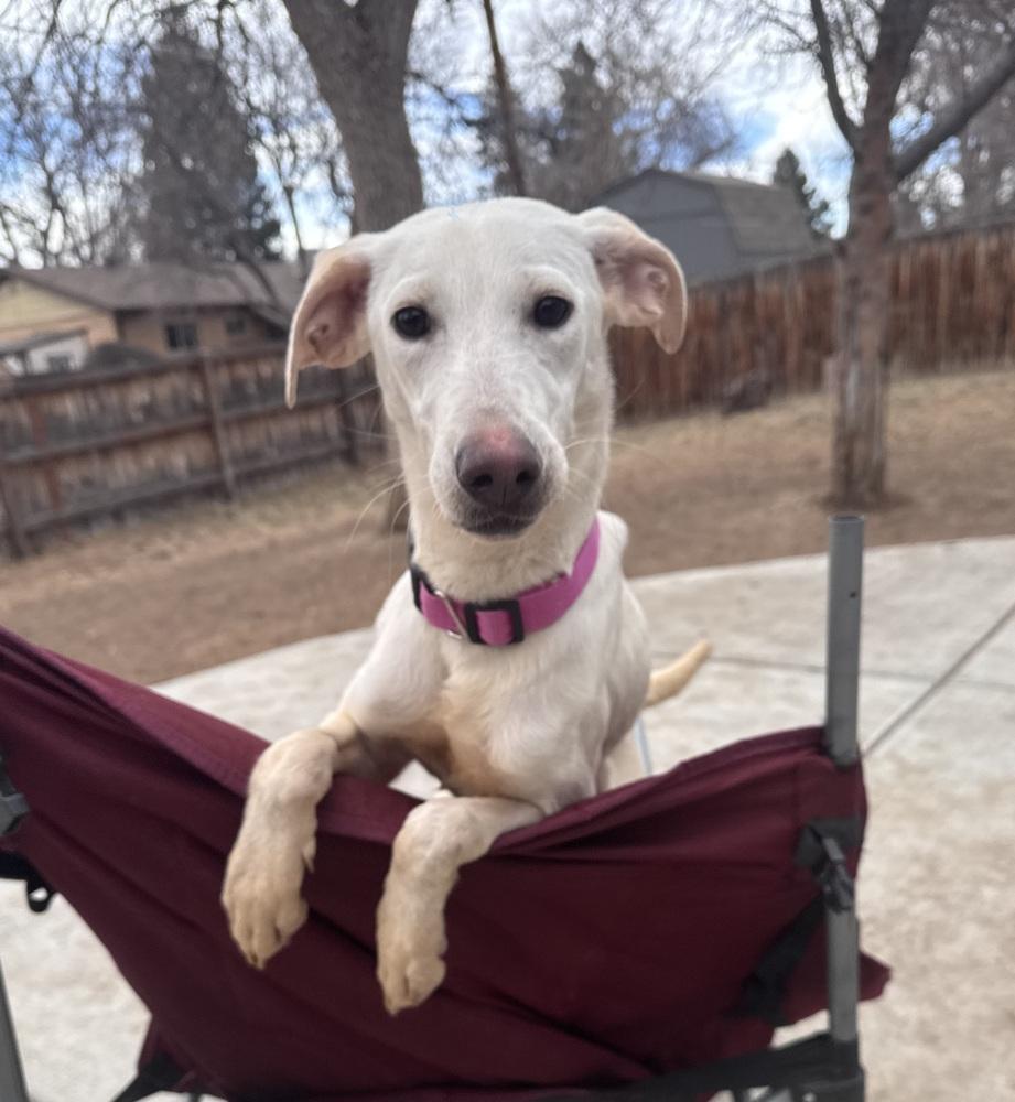 Antipin / Sparkle, Adoptable, Young Female Labrador Retriever.