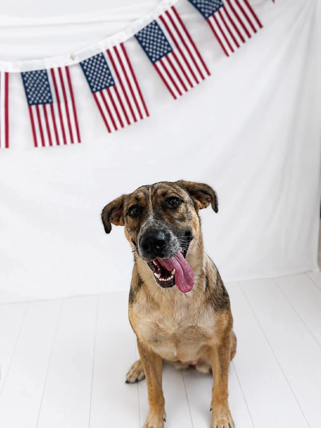 Maybelline, a ADOPTABLE Mixed Breed in Chickasha, OK image 2/3