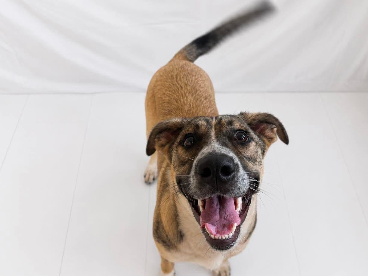 Maybelline, ADOPTABLE, Young Female Mixed Breed.