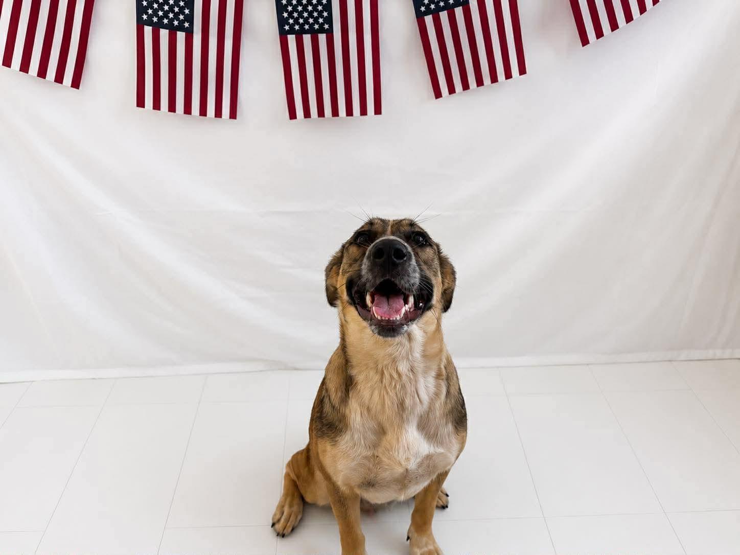 Maybelline, a ADOPTABLE Mixed Breed in Chickasha, OK image 3/3