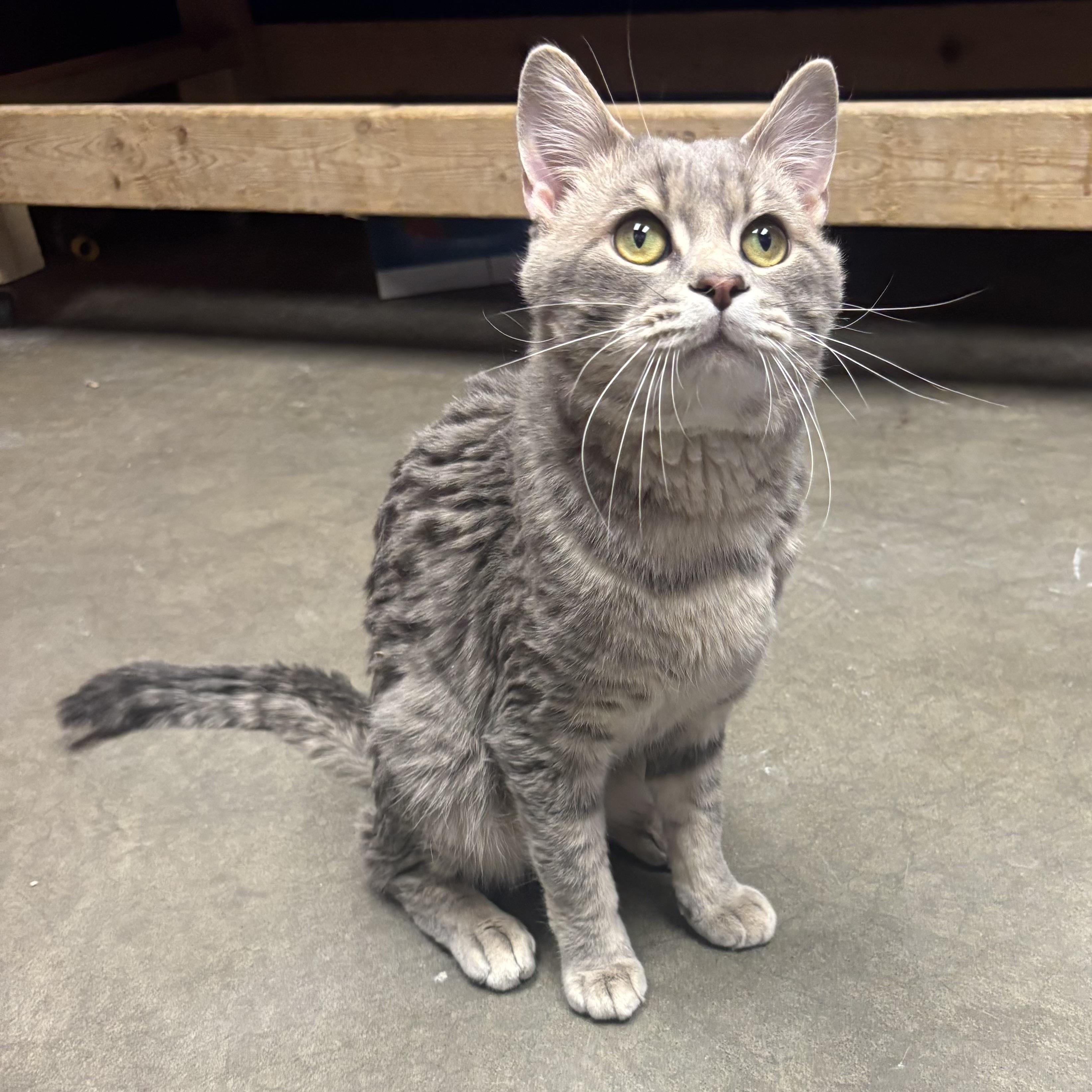 Enlarge Kona, a ADOPTABLE Domestic Medium Hair in Waynesburg, PA image 5/6