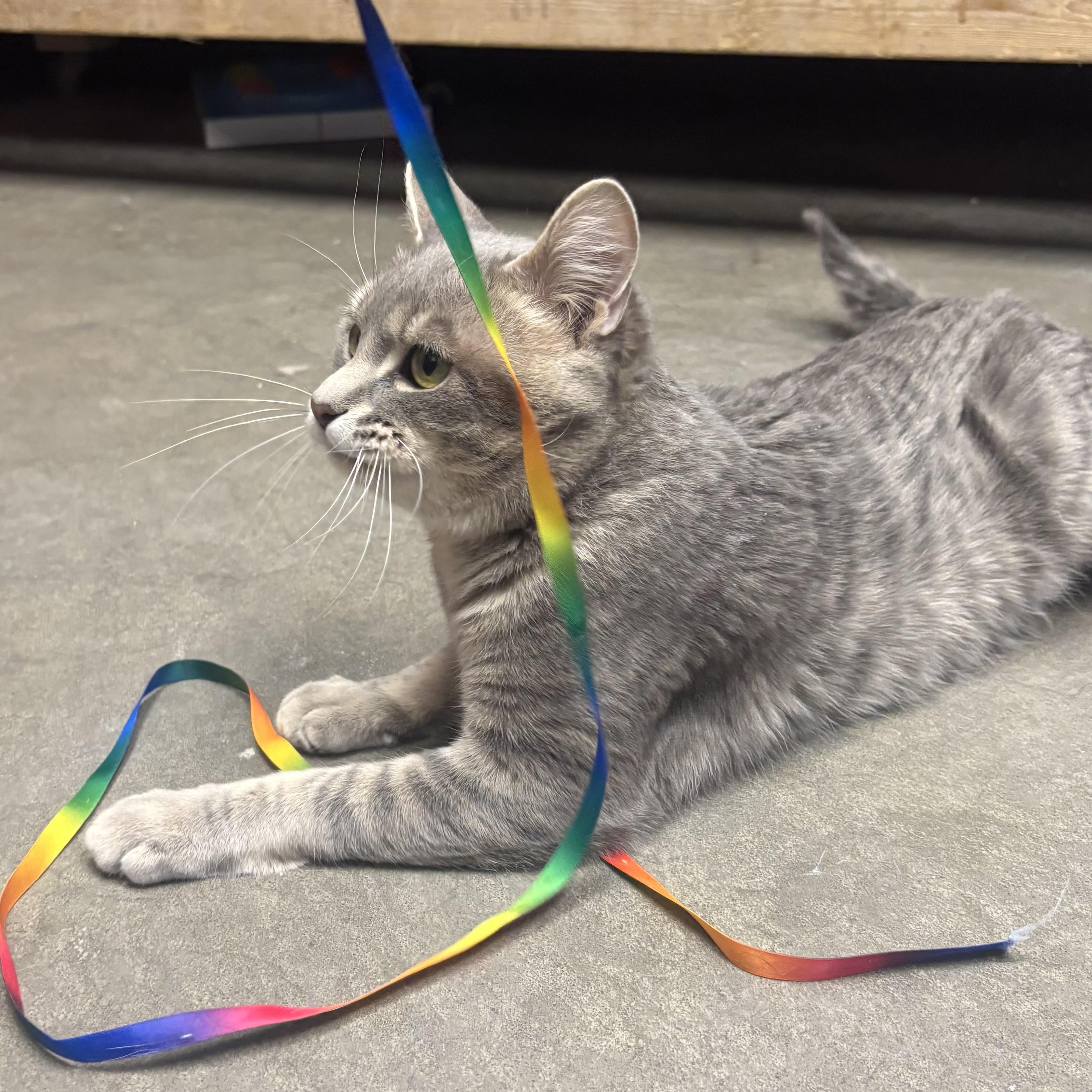 Enlarge Kona, a ADOPTABLE Domestic Medium Hair in Waynesburg, PA image 3/6