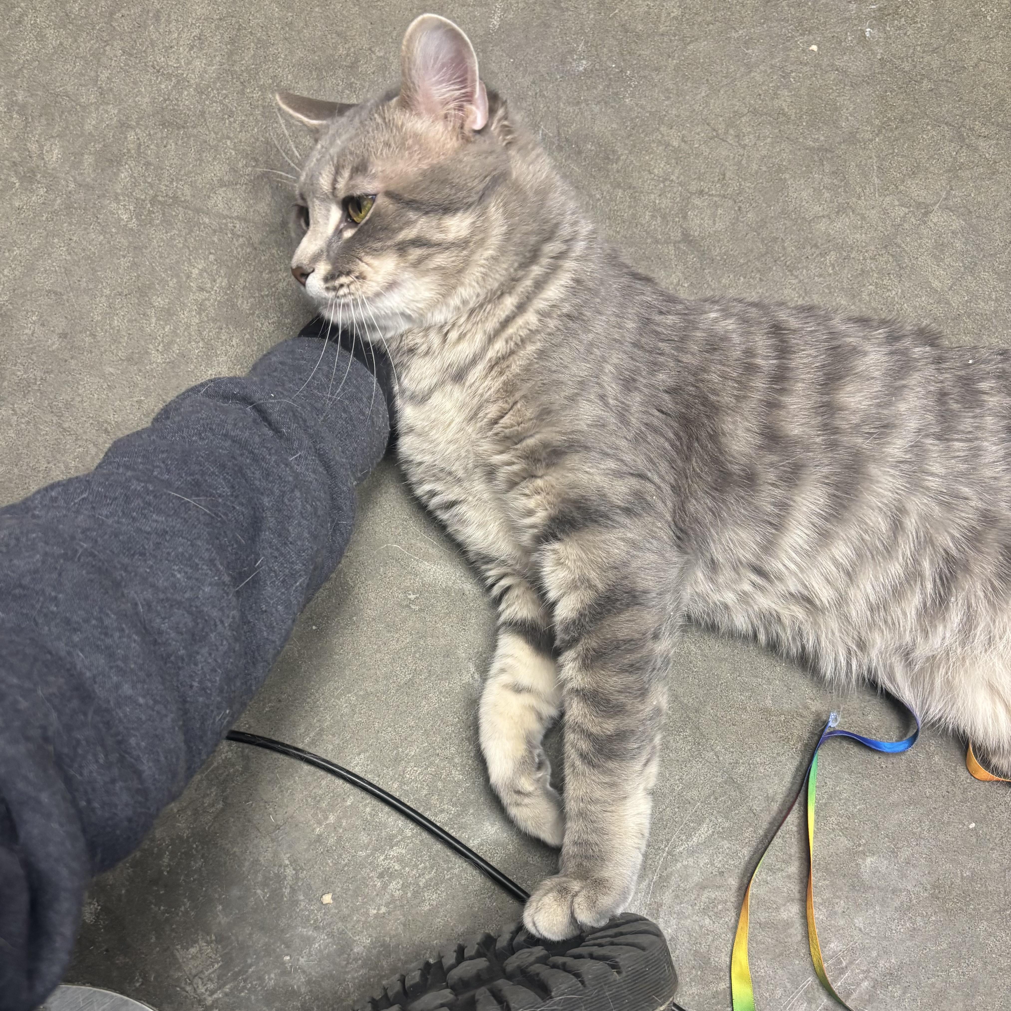 Enlarge Kona, a ADOPTABLE Domestic Medium Hair in Waynesburg, PA image 4/6