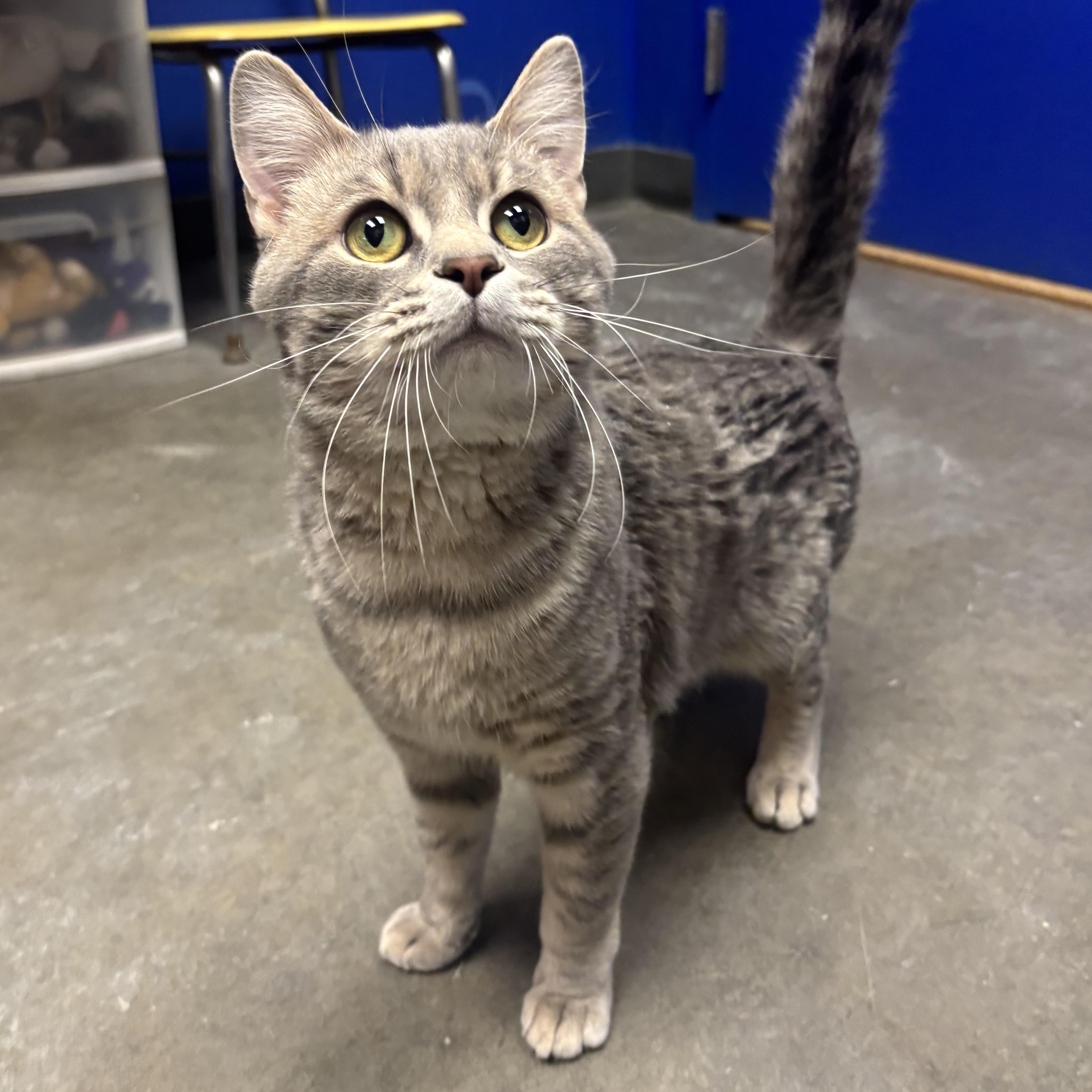 Kona, ADOPTABLE, Young Male Domestic Medium Hair.