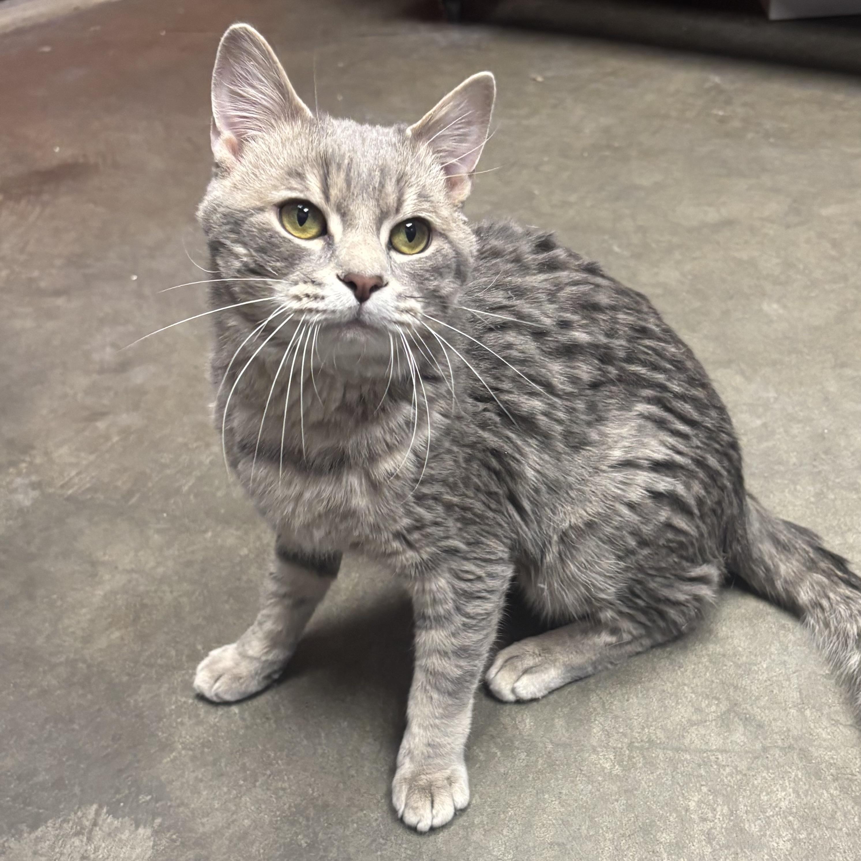 Enlarge Kona, a ADOPTABLE Domestic Medium Hair in Waynesburg, PA image 2/6