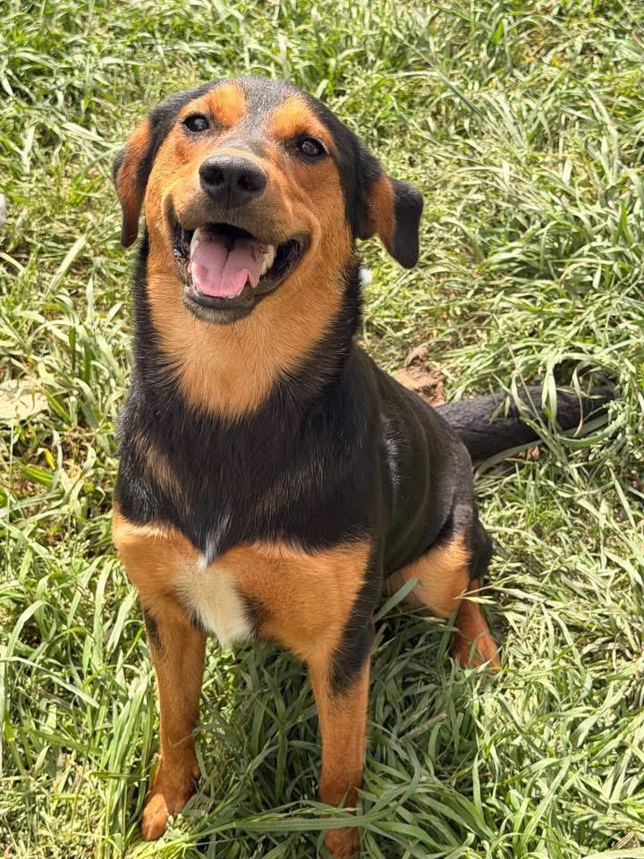 Enlarge Lila, a Adoptable Shepherd in Quakertown , PA image 5/6