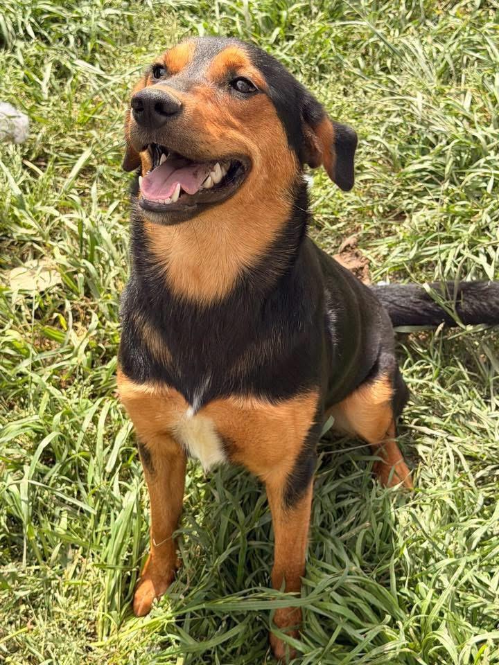 Enlarge Lila, a Adoptable Shepherd in Quakertown , PA image 2/6