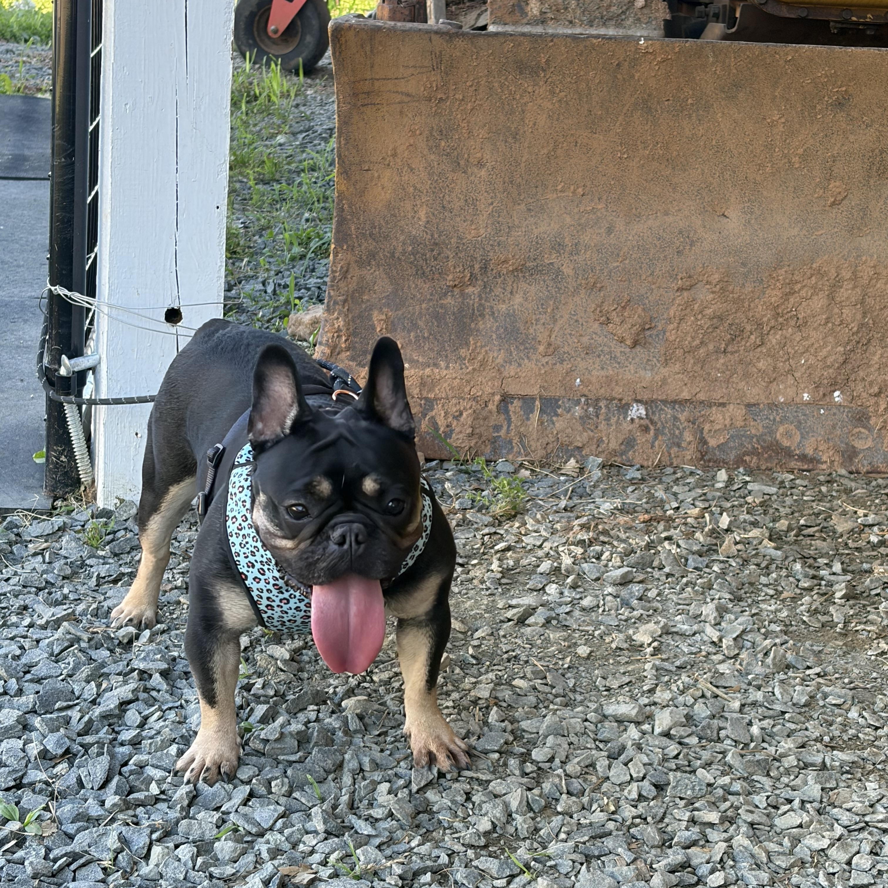 Enlarge Pippa, a Adoptable French Bulldog in Warrenton, VA image 5/6