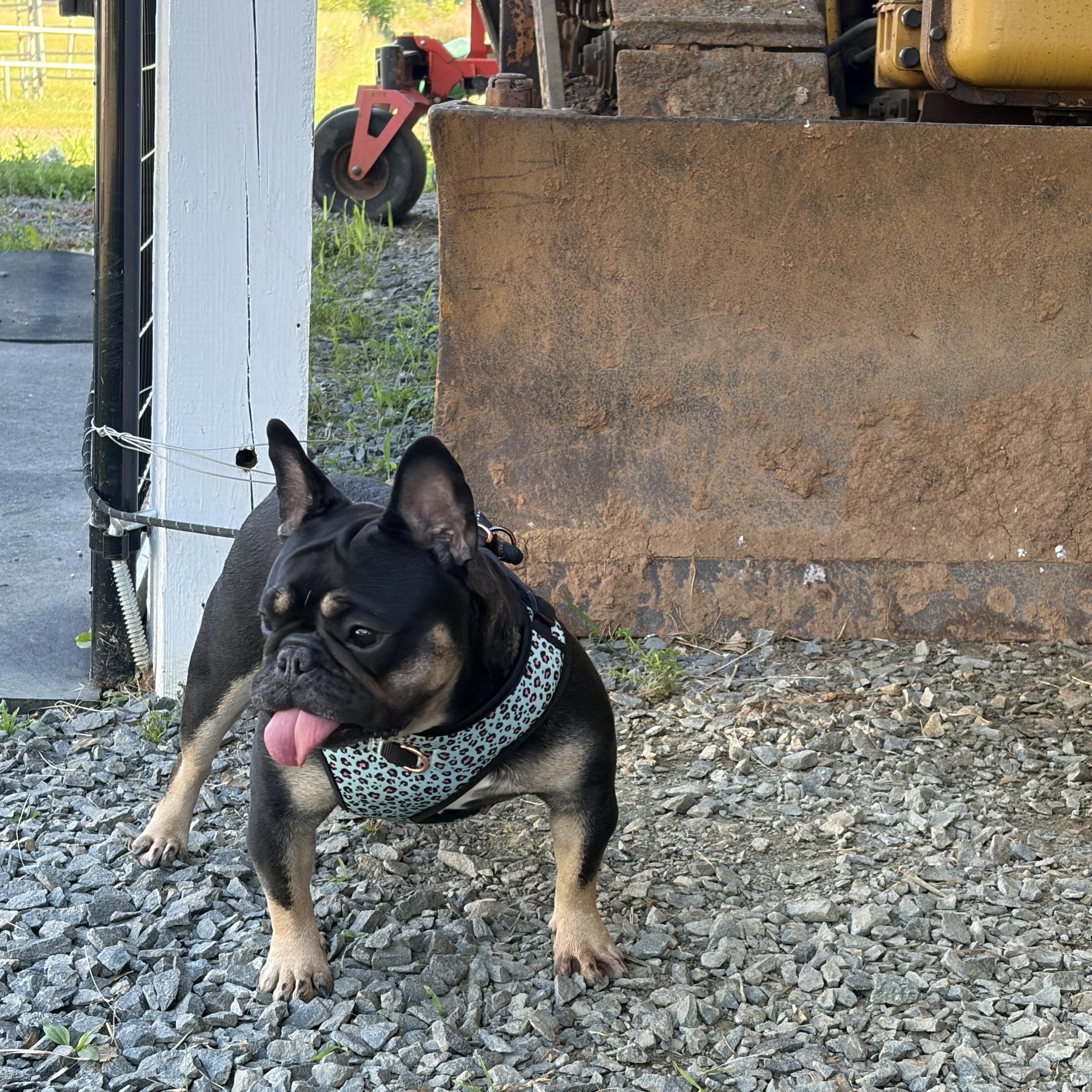 Enlarge Pippa, a Adoptable French Bulldog in Warrenton, VA image 4/6