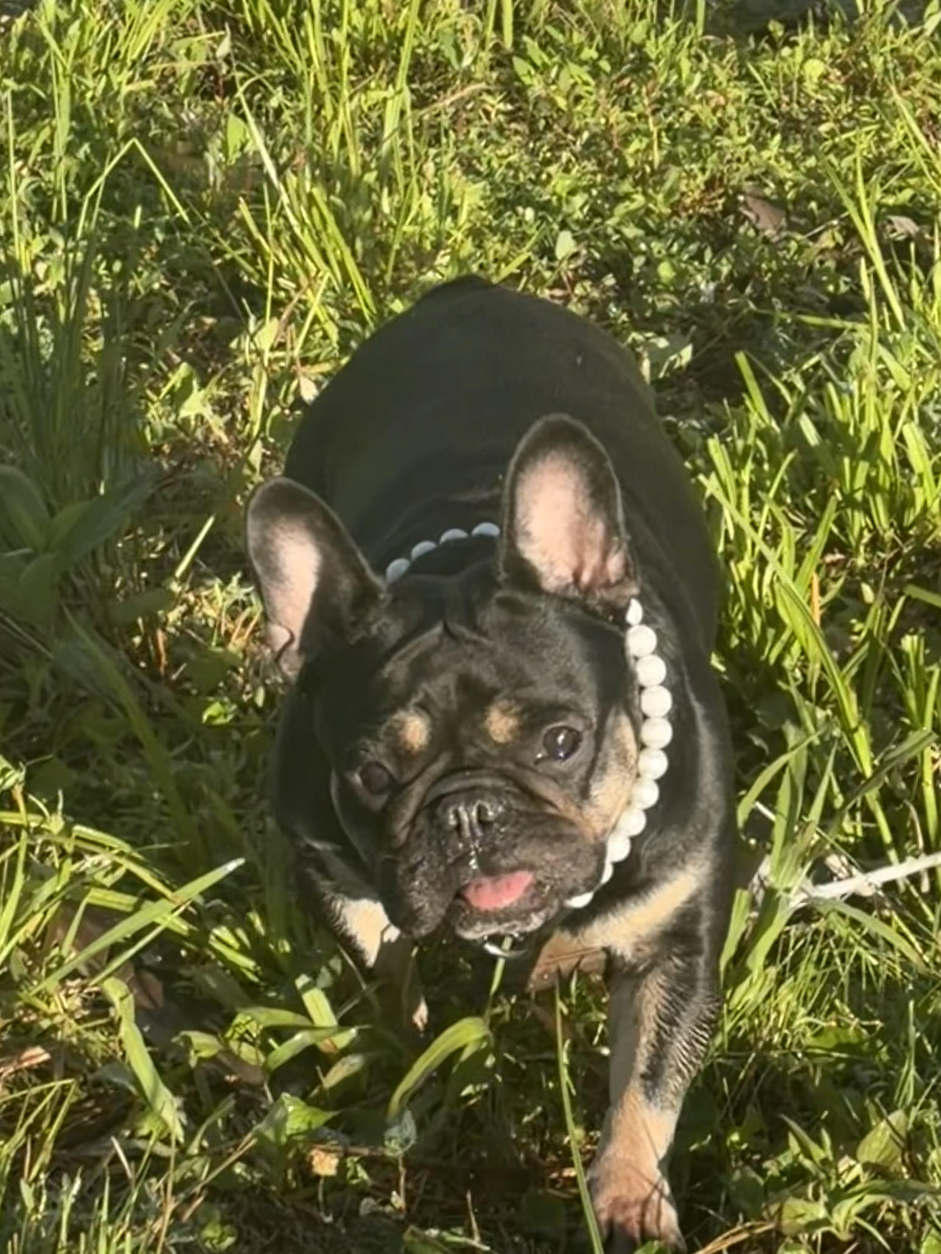 Pippa, Adoptable, Adult Female French Bulldog.