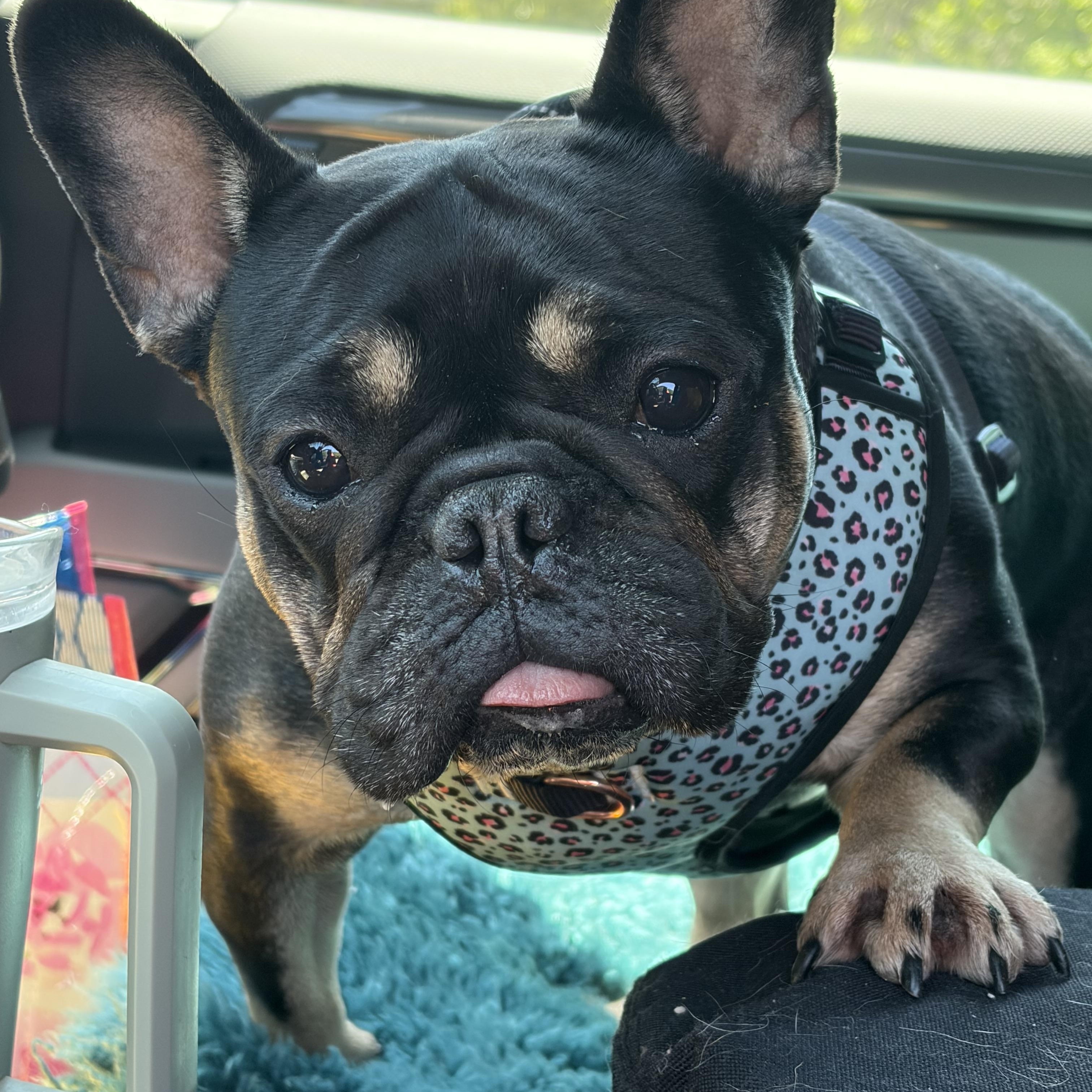 Enlarge Pippa, a Adoptable French Bulldog in Warrenton, VA image 6/6