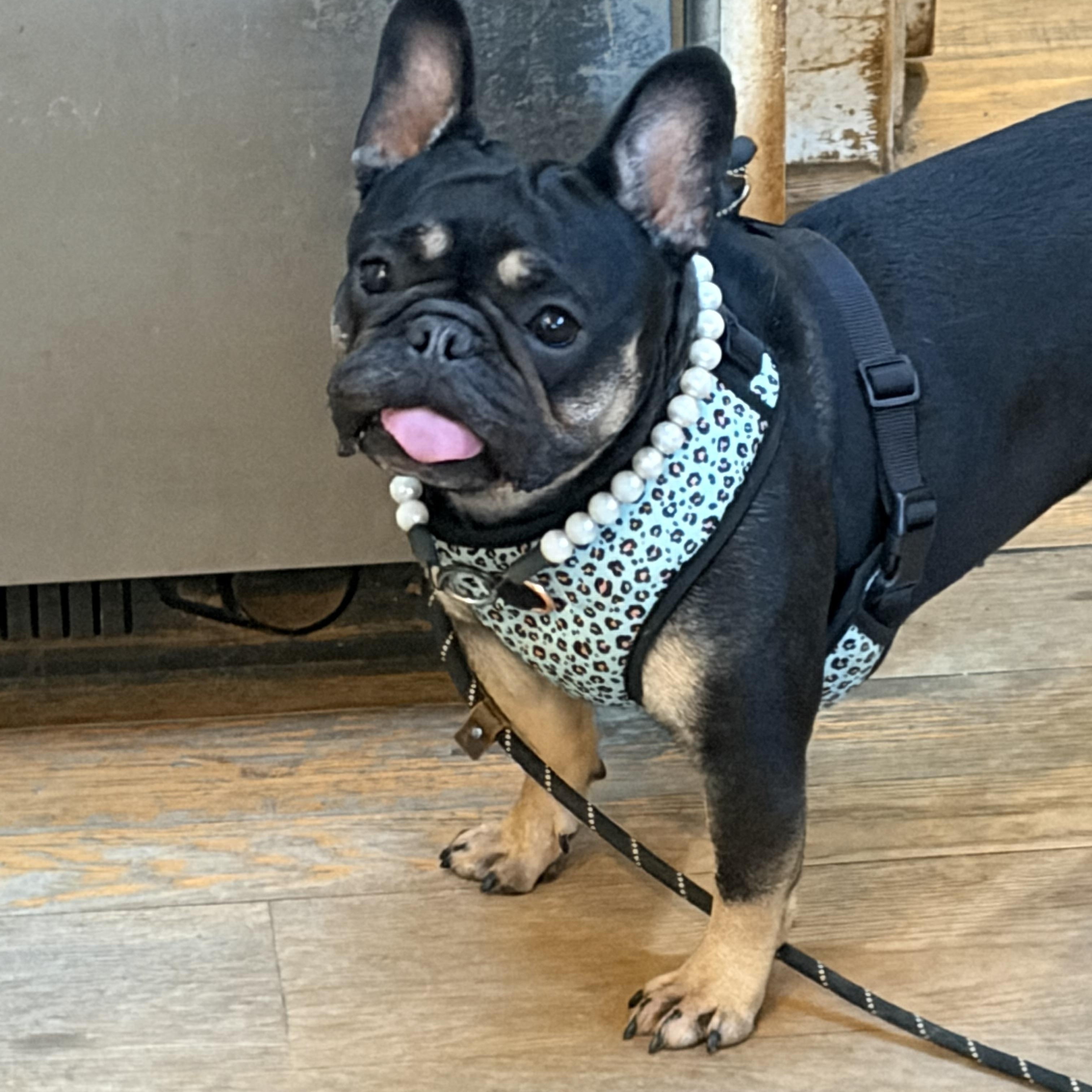 Enlarge Pippa, a Adoptable French Bulldog in Warrenton, VA image 3/6